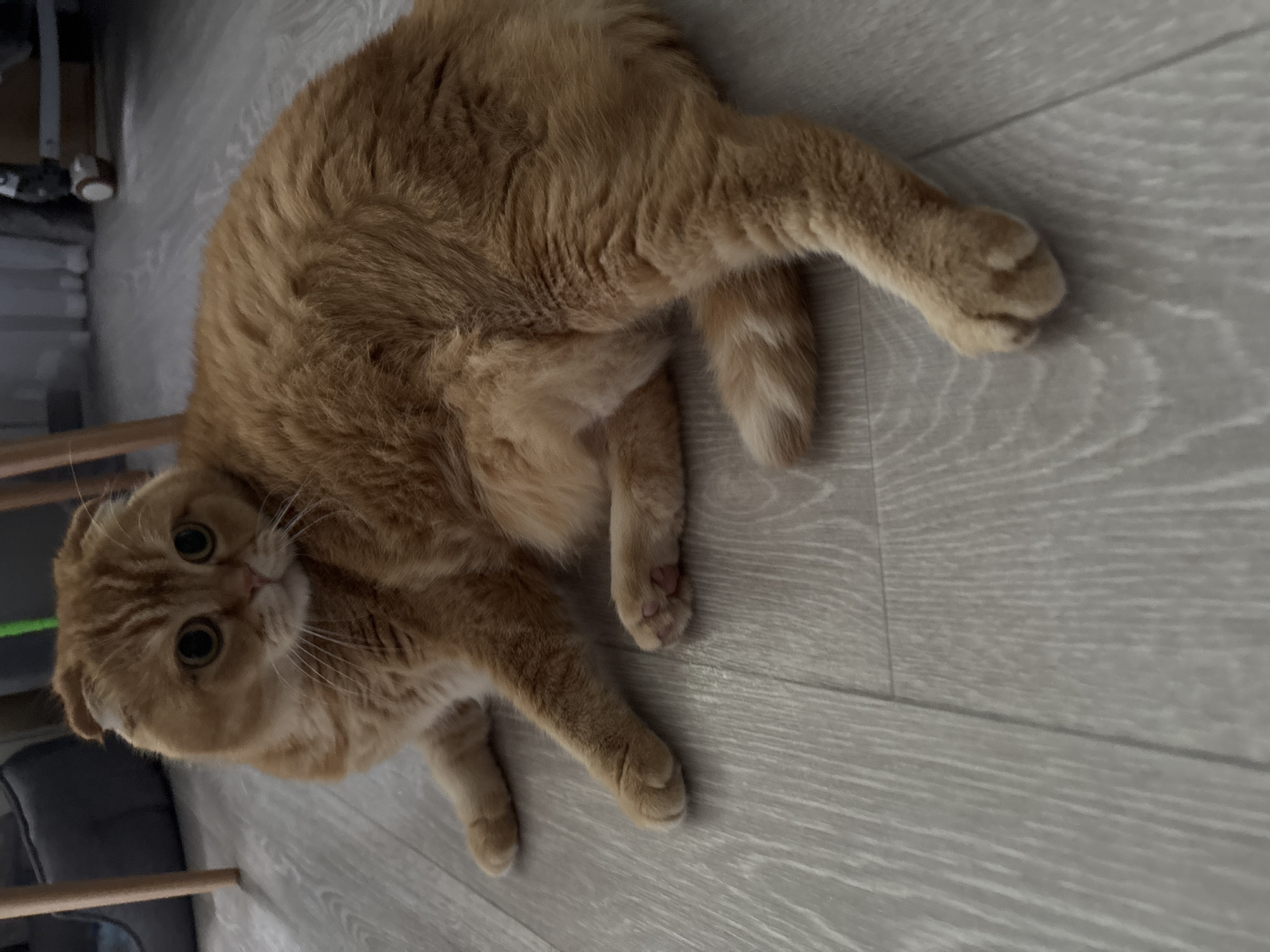 An orange Scottish Fold cat is lying on a light grey wood-grain floor. The cat is facing to the left and is looking towards the camera with large, round, green eyes. Its ears are folded forward. Its front paws are extended, with the right paw resting on the floor and the left paw slightly curled. The cat's hindquarters are visible, with its tail not fully extended. The background is blurred but shows furniture, including wooden chair legs and a dark grey cushion. The lighting appears to be indoor artificial light.