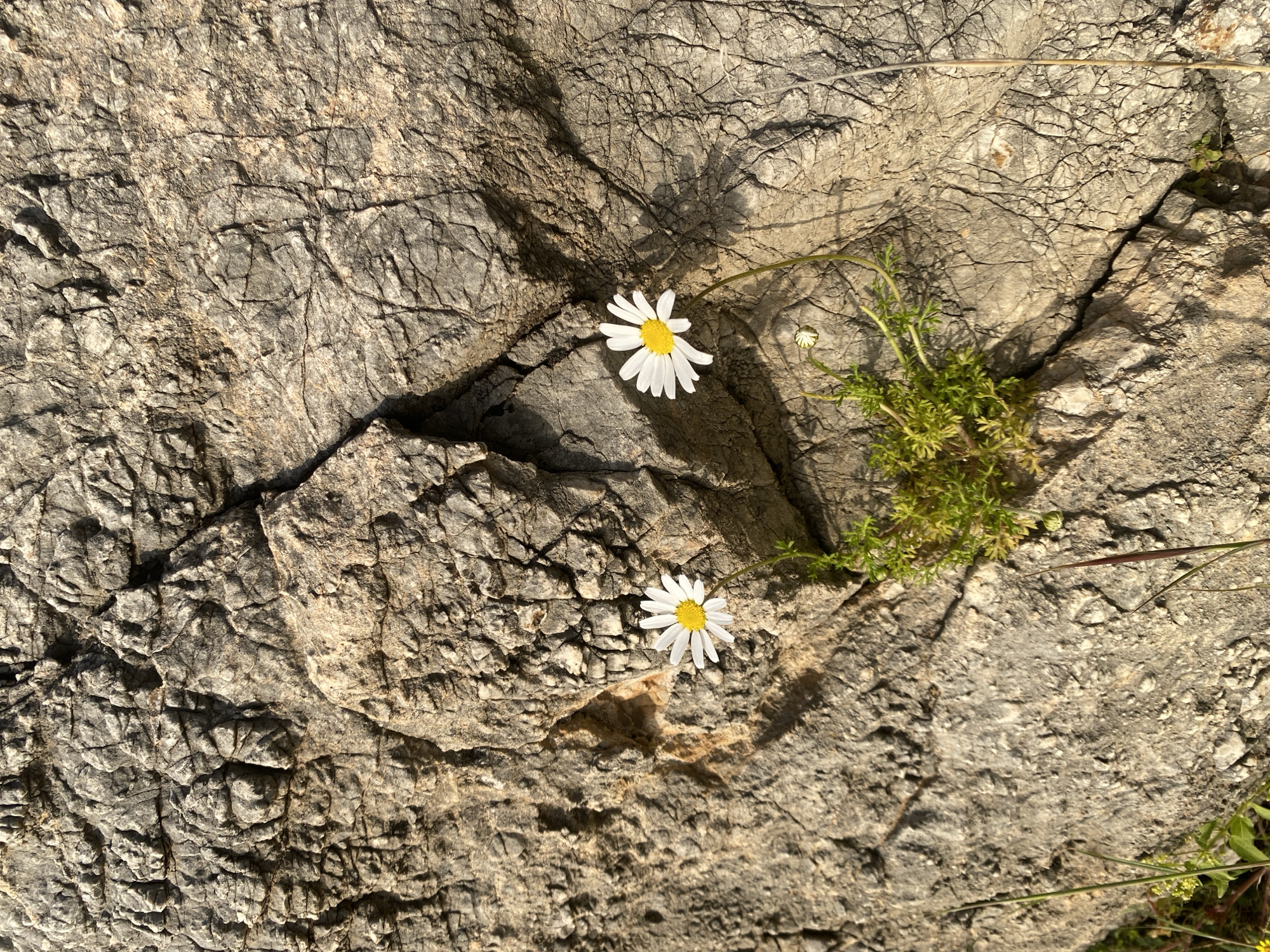 The image shows a close-up view of a rock surface, possibly limestone, with two daisies growing out of a crevice. The rock is light gray with numerous cracks and crevices. There is a small patch of green moss-like vegetation growing near the daisies. The daisies have white petals and yellow centers. The overall setting is natural and rocky, possibly a hillside or coastal area. I cannot determine the location as the city of Alanya, Turkey, based on the image itself.
