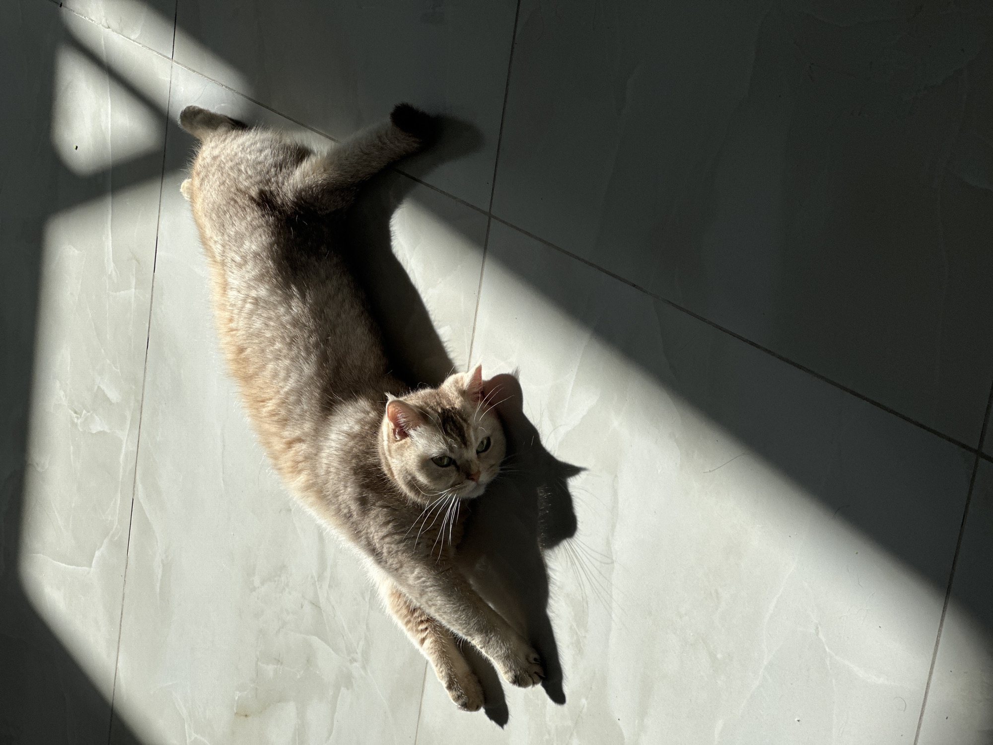 The image depicts a light brown cat lying on a light gray tiled floor. Sunlight streams through a window, casting shadows across the floor and partially obscuring the cat. The cat is stretched out, facing the camera, with its front paws extended and its tail visible at the top left of the frame. The location of this scene is unknown.