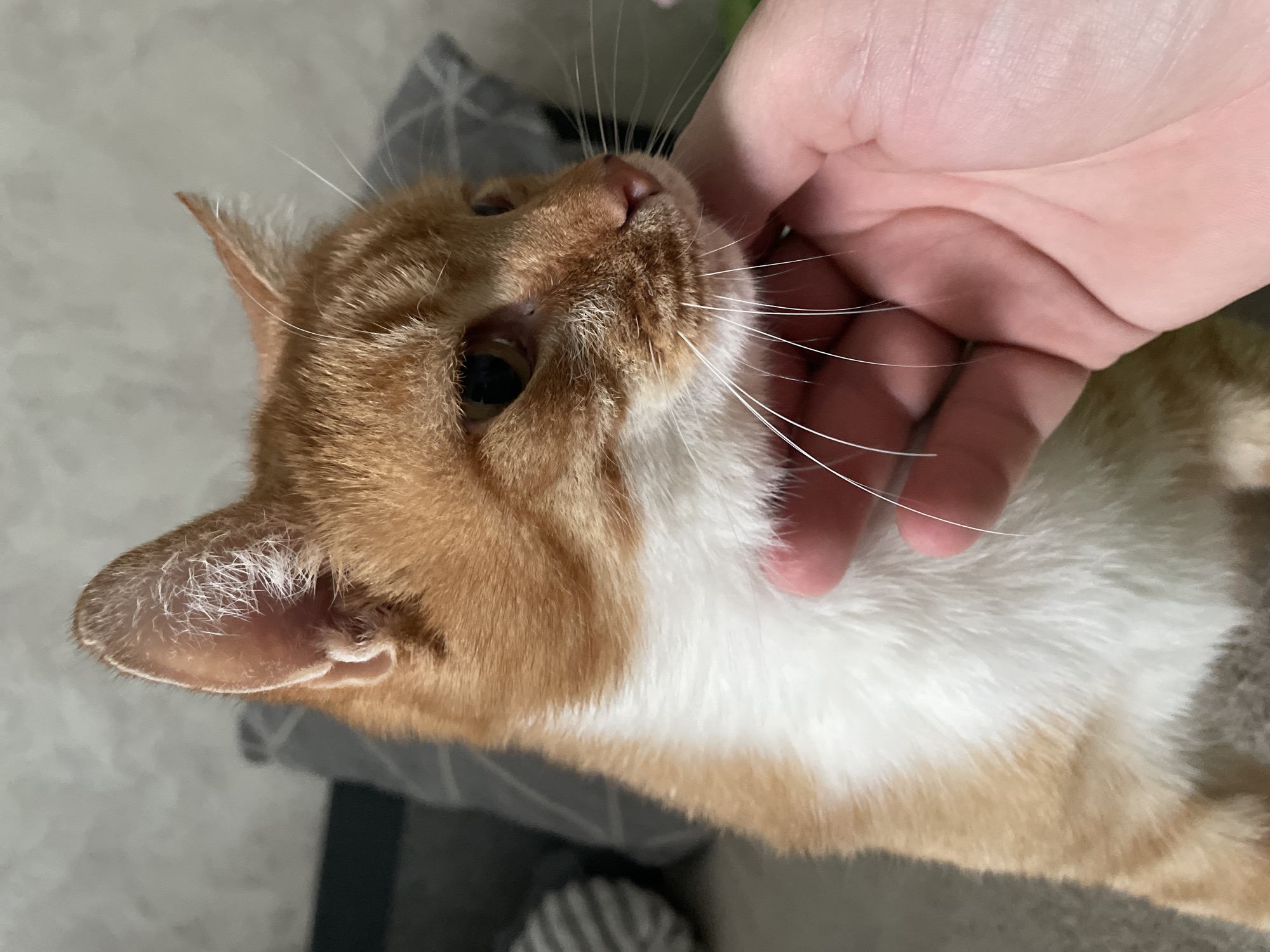 An orange and white tabby cat is being petted by a human hand. The cat's head is angled upwards, and its eye is visible. The cat's fur is orange and white, and it has white whiskers. The hand is pale and appears to be gently scratching the cat's chin. The background is blurred, but a gray striped item can be seen. The photo's location is not discernible from the image.