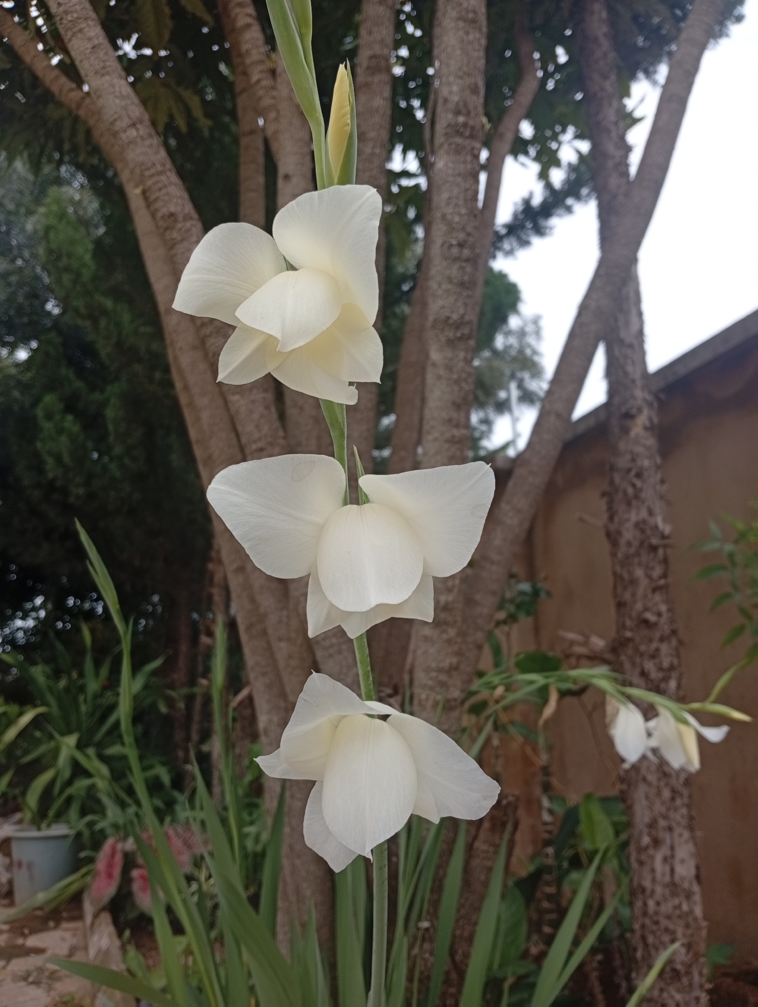 This is a vertical, medium shot of a stalk of white gladiolus flowers. Three fully bloomed white gladiolus flowers are visible, with one more bud at the top. The flowers are arranged vertically on a green stem, with the top flower being the largest and most developed, followed by the two below it. A fourth, smaller flower can be seen further up and to the right of the main stalk, partially obscured by a tree trunk. The background features the rough bark of tree trunks, with dense green foliage and blurred lights of bokeh in the distance. A building with a brown wall and a sloped roof is visible to the right. The overall scene is outdoors, likely in a garden setting. The lighting suggests it could be daytime, possibly overcast given the soft light and absence of harsh shadows. The setting appears to be Gura Top, Nigeria. There is no text visible in the image. The focus is on the delicate white flowers against the natural, somewhat wild background.