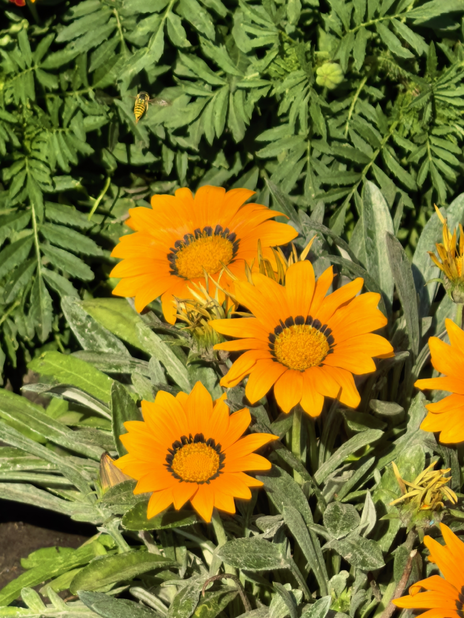 In the city of Sterlitamak, Russia, a close-up, high-angle shot captures a cluster of vibrant orange gazania flowers with dark centers, nestled amongst lush green foliage. A single bee, with yellow and black stripes, is captured in mid-flight in the upper left quadrant of the image, appearing to be near or interacting with the green leaves. The sunlight creates a dappled effect on the scene, highlighting the textures of the petals and leaves. The background is dominated by the dense green of other plants, suggesting a garden or natural outdoor setting.