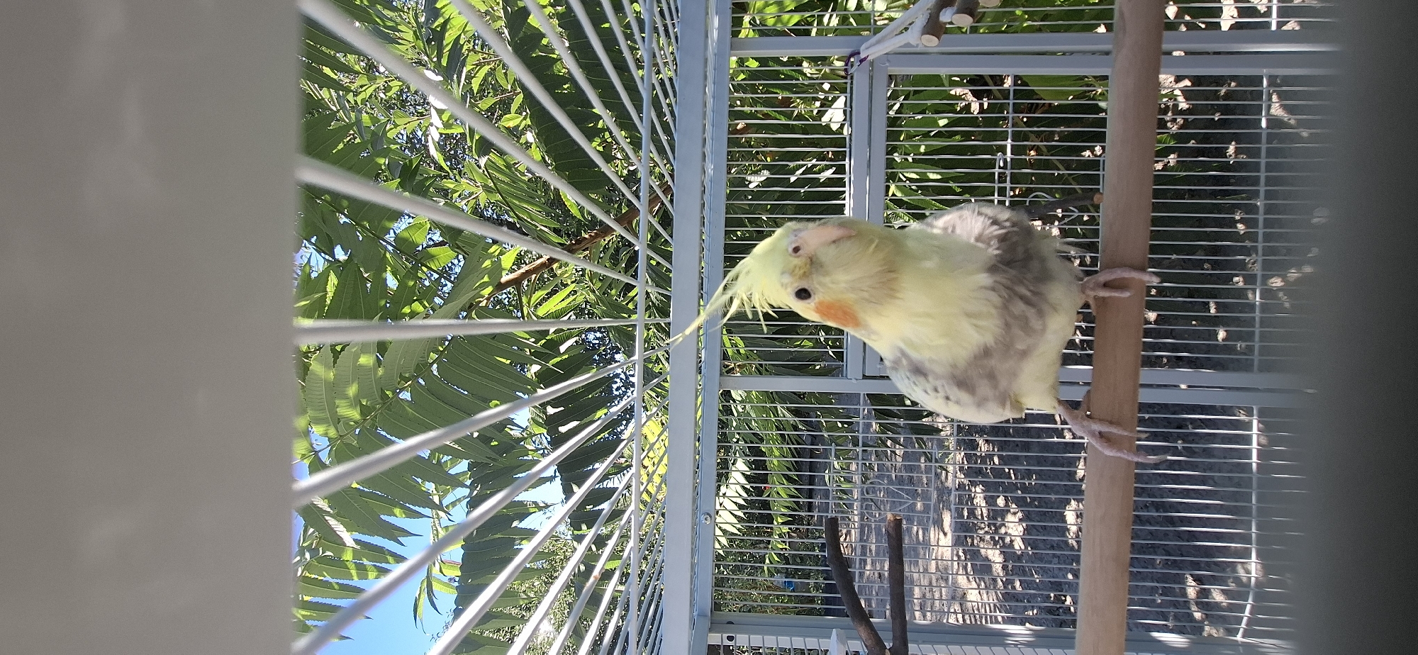 A cockatiel is perched on a wooden dowel inside a white metal birdcage. The bird is facing the camera, with its head tilted slightly to the right. Its crest feathers are raised, and it has orange cheek patches. The bird's body is primarily yellow with gray markings on its wings and back. Behind the birdcage, lush green foliage and a clear blue sky are visible, suggesting an outdoor setting. Sunlight casts shadows from the cage bars onto the ground. The image appears to have been taken in Ushtobe, Kazakhstan, based on the provided location information.