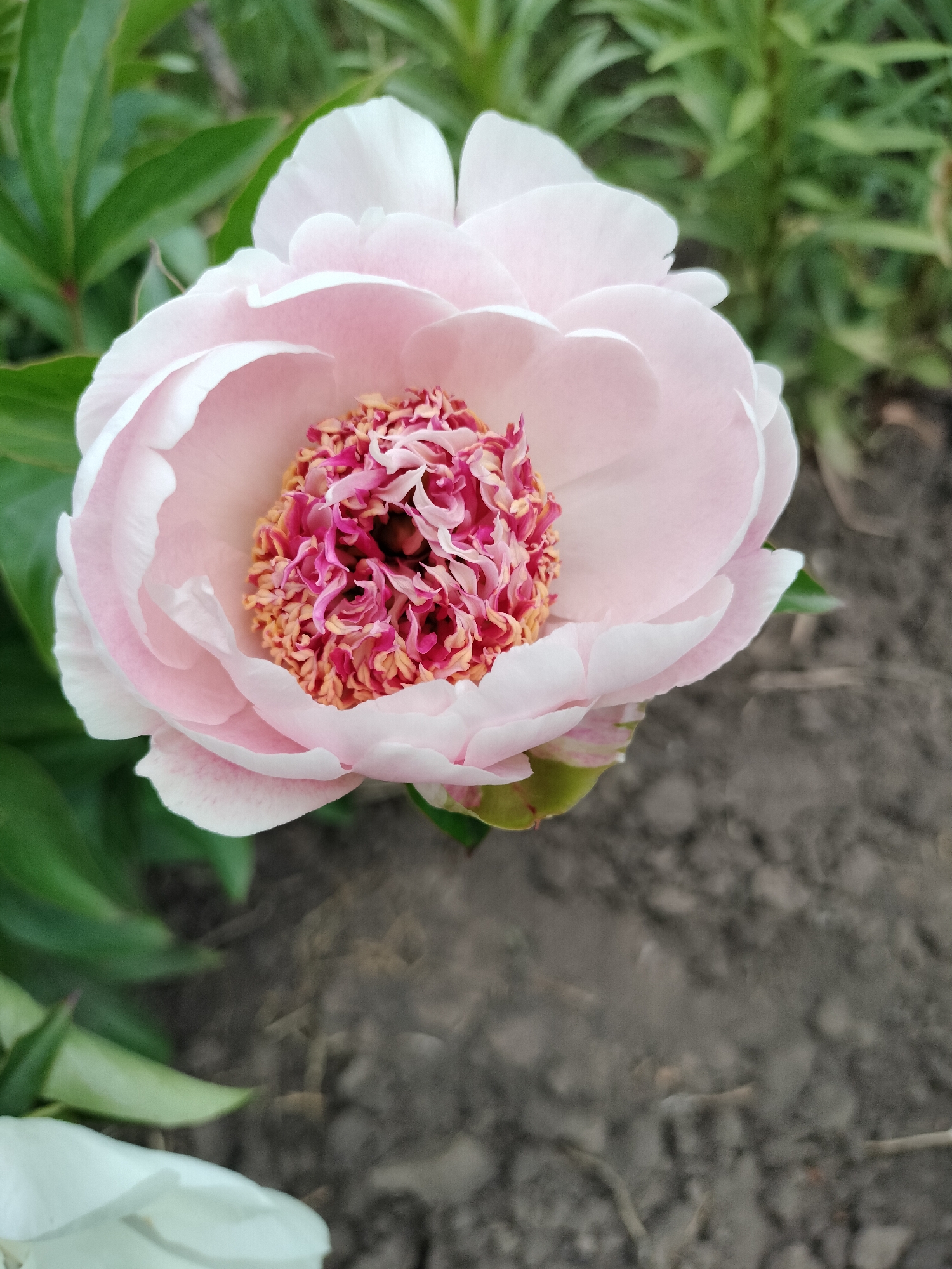 A close-up, eye-level shot shows a single, pale pink peony flower in full bloom. The flower is positioned in the center of the frame, with its delicate petals unfurling to reveal a vibrant center of ruffled, magenta and yellow stamens. The background consists of green foliage to the left and blurred brown soil to the right. The scene is likely outdoors, in a garden or natural setting, possibly in Lykhove, Ukraine, given the context. No people or specific actions are depicted.