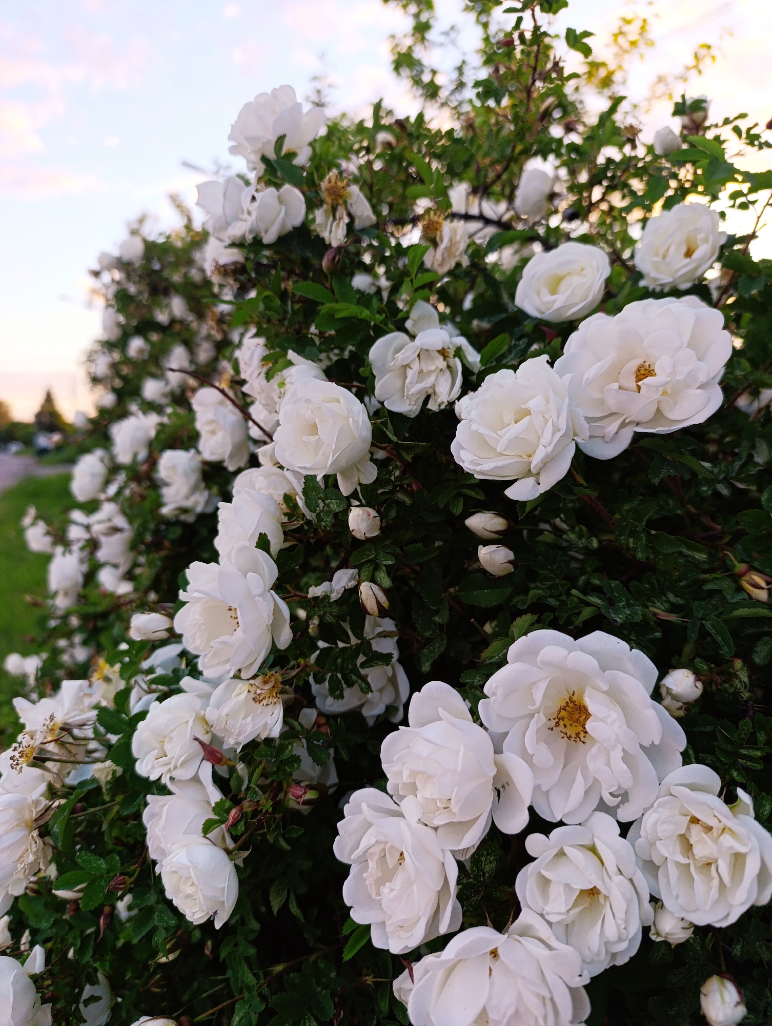 The image displays a lush bush covered in numerous white roses, captured from a slightly low angle. The primary focus is on the profusion of white flowers, many of which are fully open, revealing delicate yellow stamens at their centers. Other roses are in various stages of bloom, from tight buds to partially unfurled blossoms. The flowers are set against a backdrop of deep green leaves and some darker branches of the bush.
In the upper left quadrant, a soft, pastel-colored sky is visible, exhibiting gentle transitions from light blue to pink and faint yellow, indicative of either sunrise or sunset. Below the sky and to the left, a blurred outdoor setting can be discerned, featuring a strip of green grass next to what appears to be a road or path, with distant, indistinct structures or trees in the background. The lighting is soft and diffused, illuminating the white petals. There is no specific activity occurring, and no text is visible in the media file. The scene evokes a sense of natural beauty and serenity.
