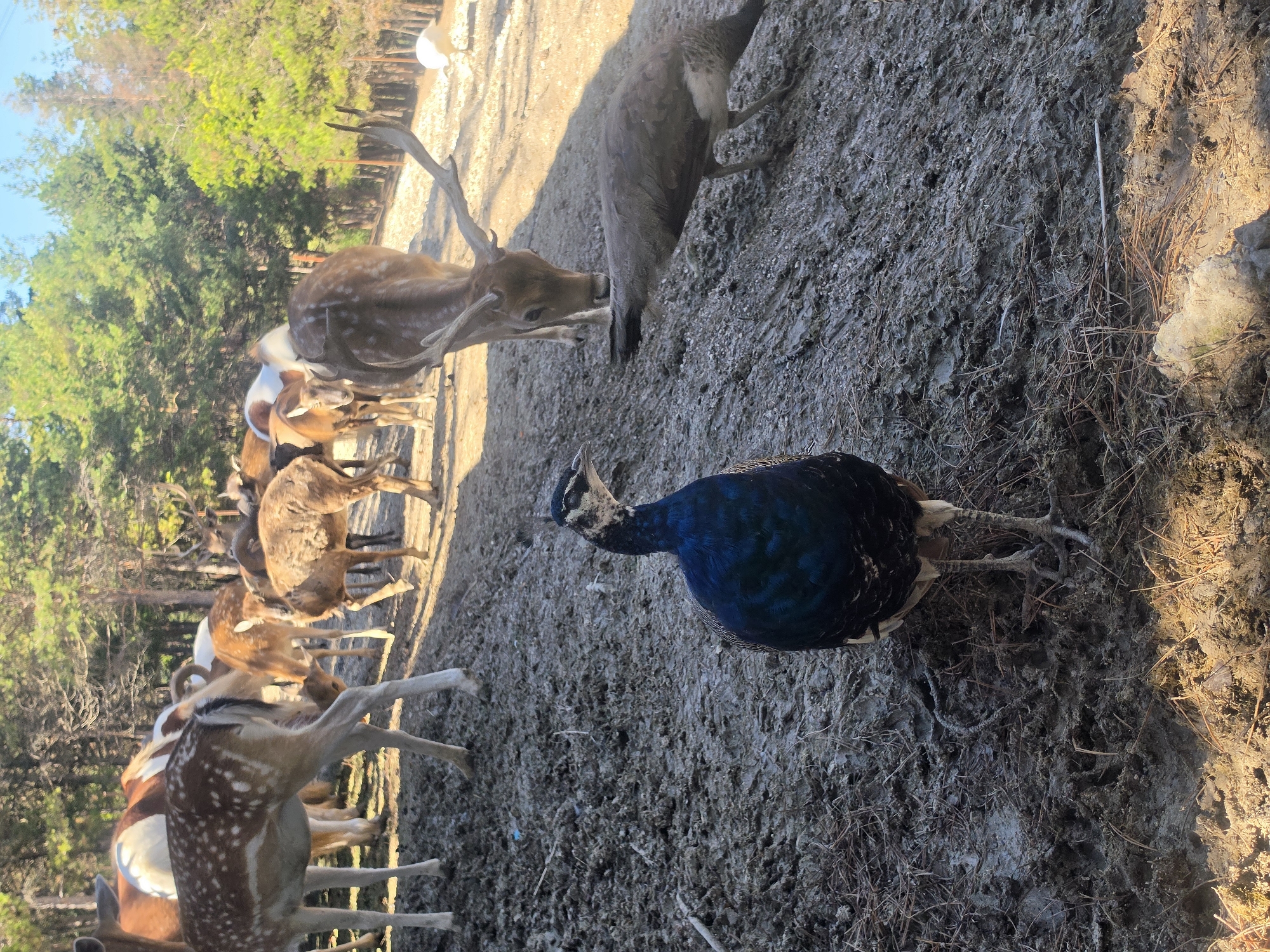 A flock of fallow deer and a peacock are gathered on a muddy, uneven terrain with scattered pine needles, beneath a canopy of trees. The deer, varying in size and color, some spotted and others solid brown, are in the background. One buck with antlers stands prominently in the midground, looking towards a peacock in the foreground. The peacock, with its iridescent blue and green plumage, is facing away from the camera. Another bird, possibly a peahen, is partially visible to the right, pecking at the ground. The overall impression is of a natural, semi-wild environment, likely a deer park or sanctuary, given the presence of multiple deer species and a peacock in proximity. The location is identified as Hadzhidimovo, Bulgaria, a place known for its zoo and safari park.