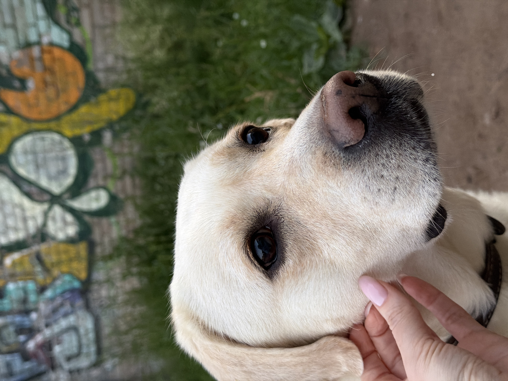 A close-up, eye-level, outdoor shot shows the head of a light-colored Labrador retriever as a person's hand strokes its cheek. The dog's face is positioned to the right of the frame, with its head turned slightly. Its dark brown eye is visible and reflects light. The dog's nose, a speckled pinkish-brown, is also visible. The dog's fur is light cream-colored and appears soft. The person's hand, with a light pink nail polish on its fingernails, is gently touching the dog's cheek. In the background, there is blurry green foliage and a brick wall covered in colorful graffiti. The ground in the foreground appears to be dirt. The image suggests a moment of affection between a person and their pet in an urban or semi-urban environment with street art.