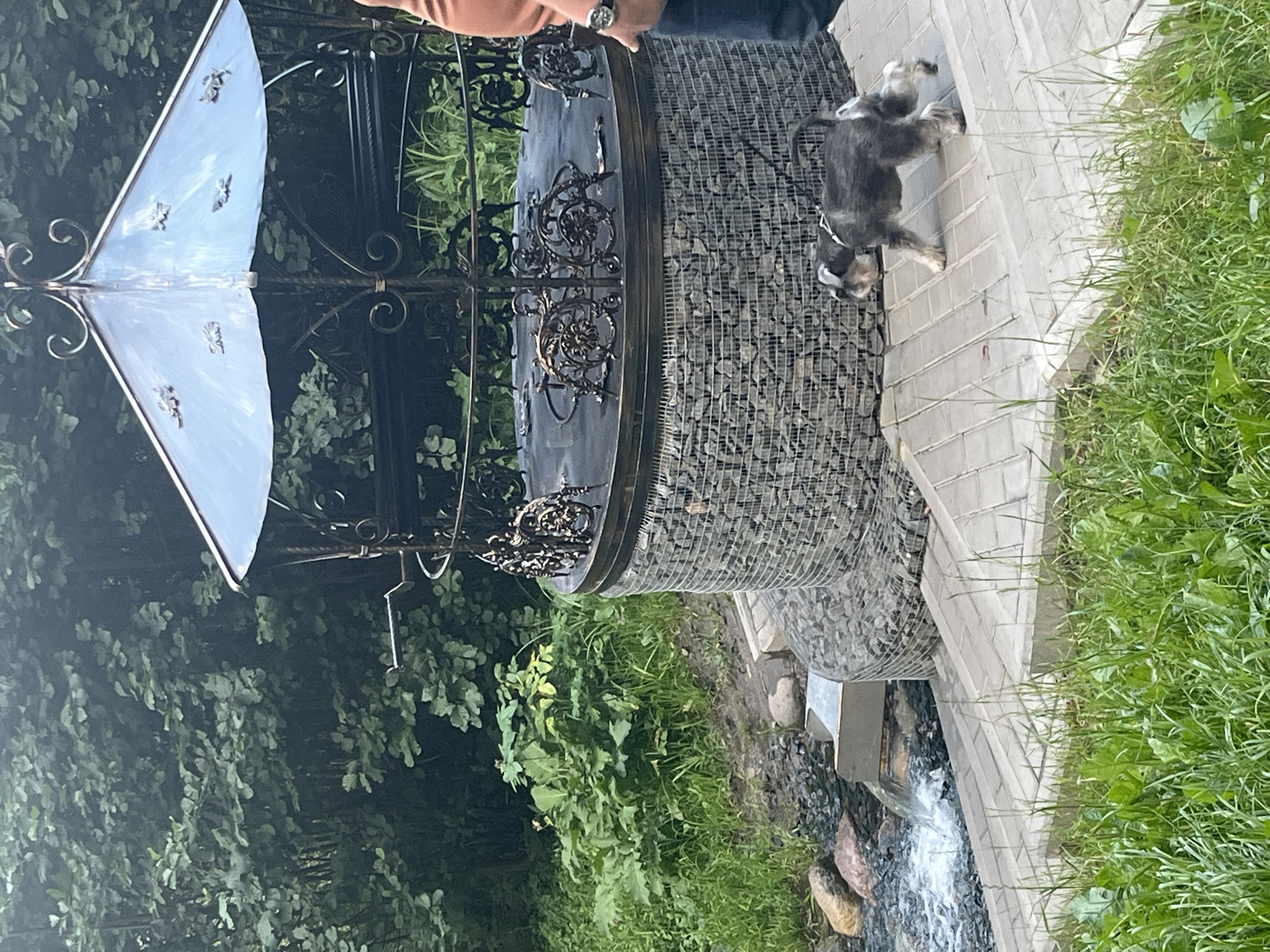 The image shows an outdoor scene with a decorative gazebo and a small dog on a leash. The gazebo is made of metal with intricate scrollwork and a light blue, possibly metal, roof. The base of the gazebo is a cylindrical structure covered in a wire mesh filled with grey stones. To the left of the gazebo, there is a small water feature with water flowing over rocks into a channel. The ground in front of the gazebo and water feature is paved with light-colored rectangular stones. A small, grey and white dog with a beard is walking on the paved area, held by a leash which extends out of frame to the right. In the background, there are lush green trees and foliage. A person wearing a coral-colored shirt and dark pants is partially visible on the right side of the image, holding the leash. The scene appears to be in a garden or park setting.