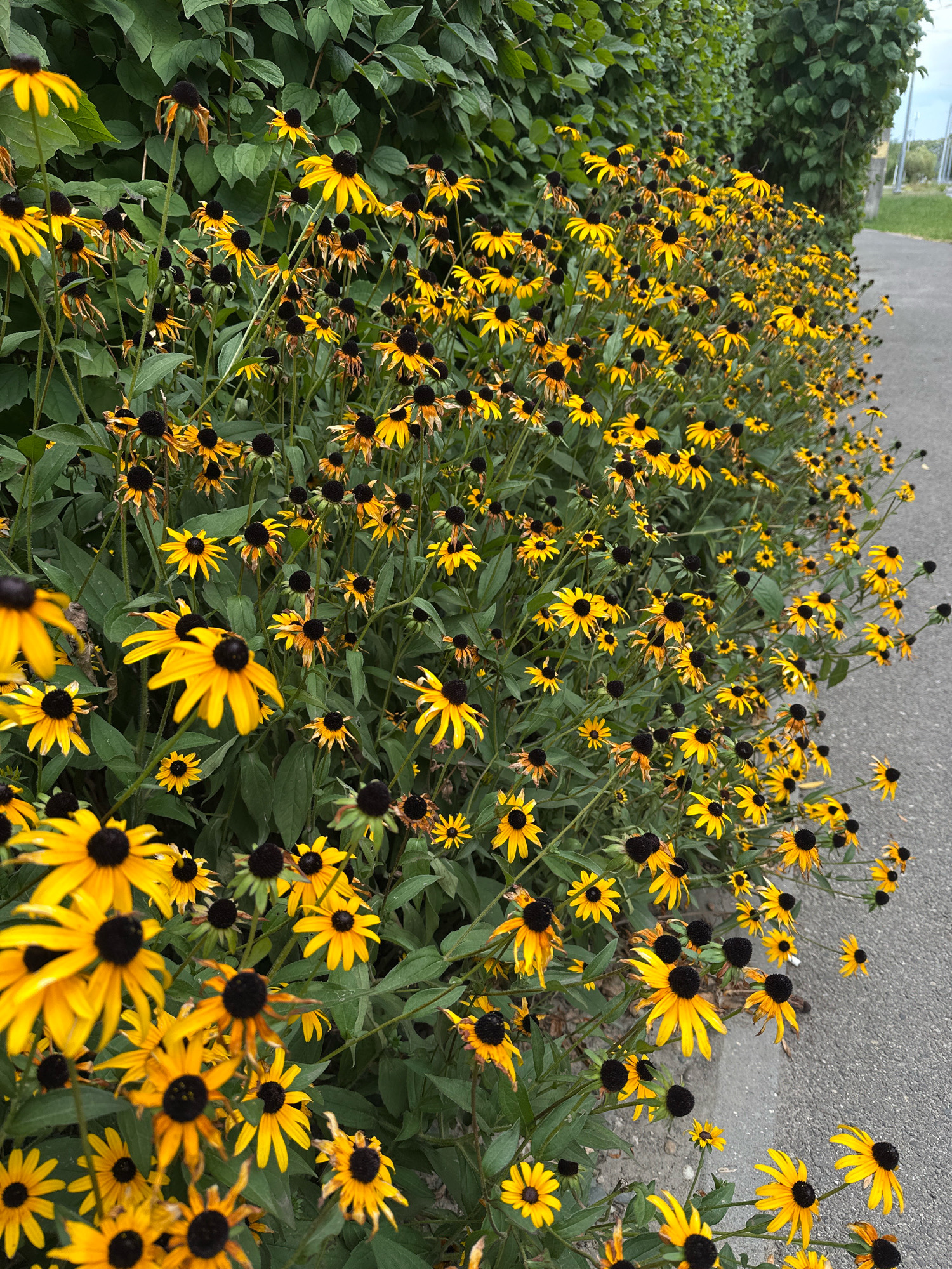 A dense border of black-eyed Susans with bright yellow petals and dark centers lines a paved walkway. The flowers are in various stages of bloom, with some showing signs of wilting and browning edges. The walkway is bordered on the left by a lush green hedge of dense foliage. In the background, to the right of the walkway, a chain-link fence can be seen with distant indistinct structures and sky visible beyond it. The scene appears to be an outdoor urban setting, possibly a park or a residential area in Stavropol, Russia, judging by the context provided. No people or animals are present.