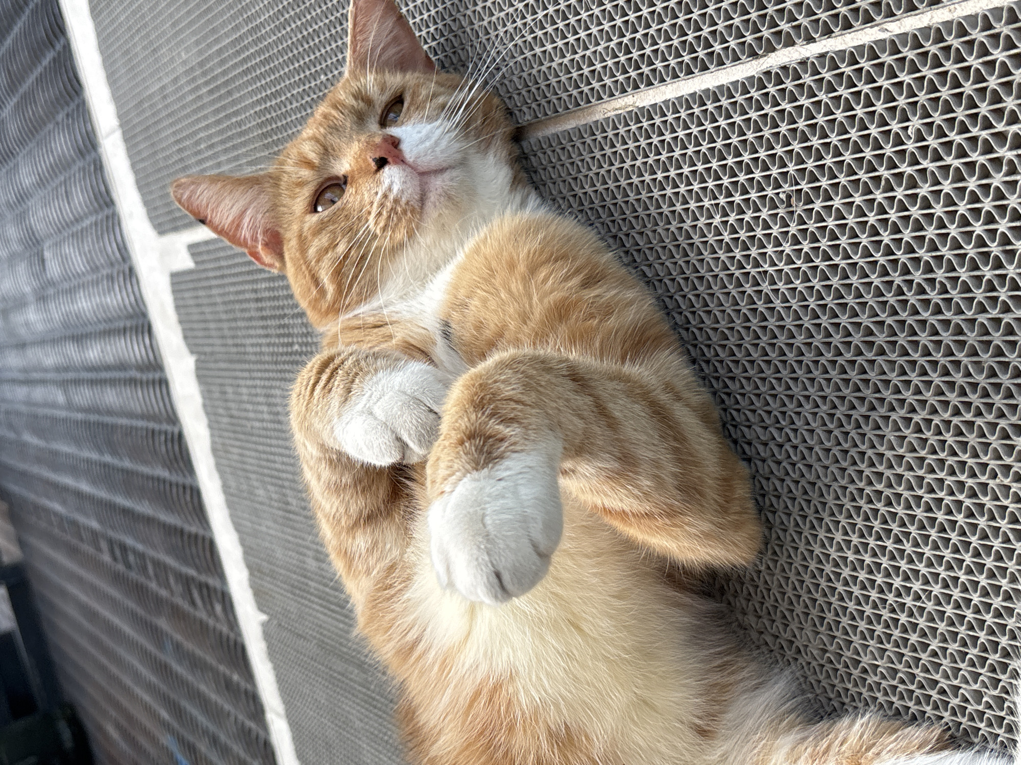 An orange and white domestic cat lies on its back on a gray textured outdoor mat. The cat's paws are tucked towards its chest, and its eyes are open, looking upwards. The background shows a blurred dark surface with horizontal lines. The scene is outdoors on a sunny day. The image does not contain any identifiable landmarks or features to indicate the location in Sochi, Russia.