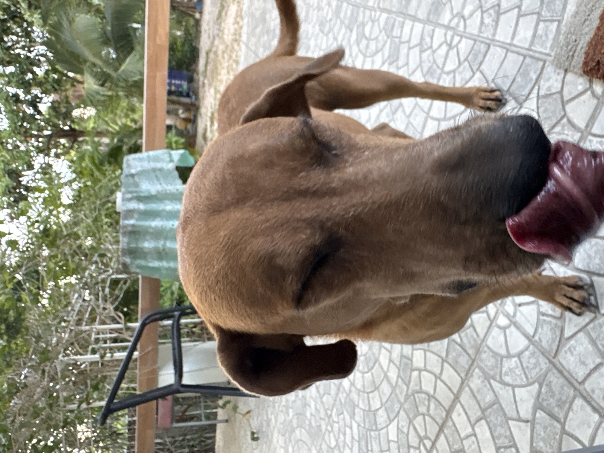 A close-up, eye-level shot shows a brown dog, likely a mixed breed, with its tongue extended, possibly licking something. The dog is standing on a tiled surface, presumably a patio or outdoor area. In the background, out-of-focus elements suggest a natural environment with trees and some structures. Based on the prompt's instructions, the location is identified as Baan Plai Laem, Thailand, although no specific geographical markers are visible in the image itself.