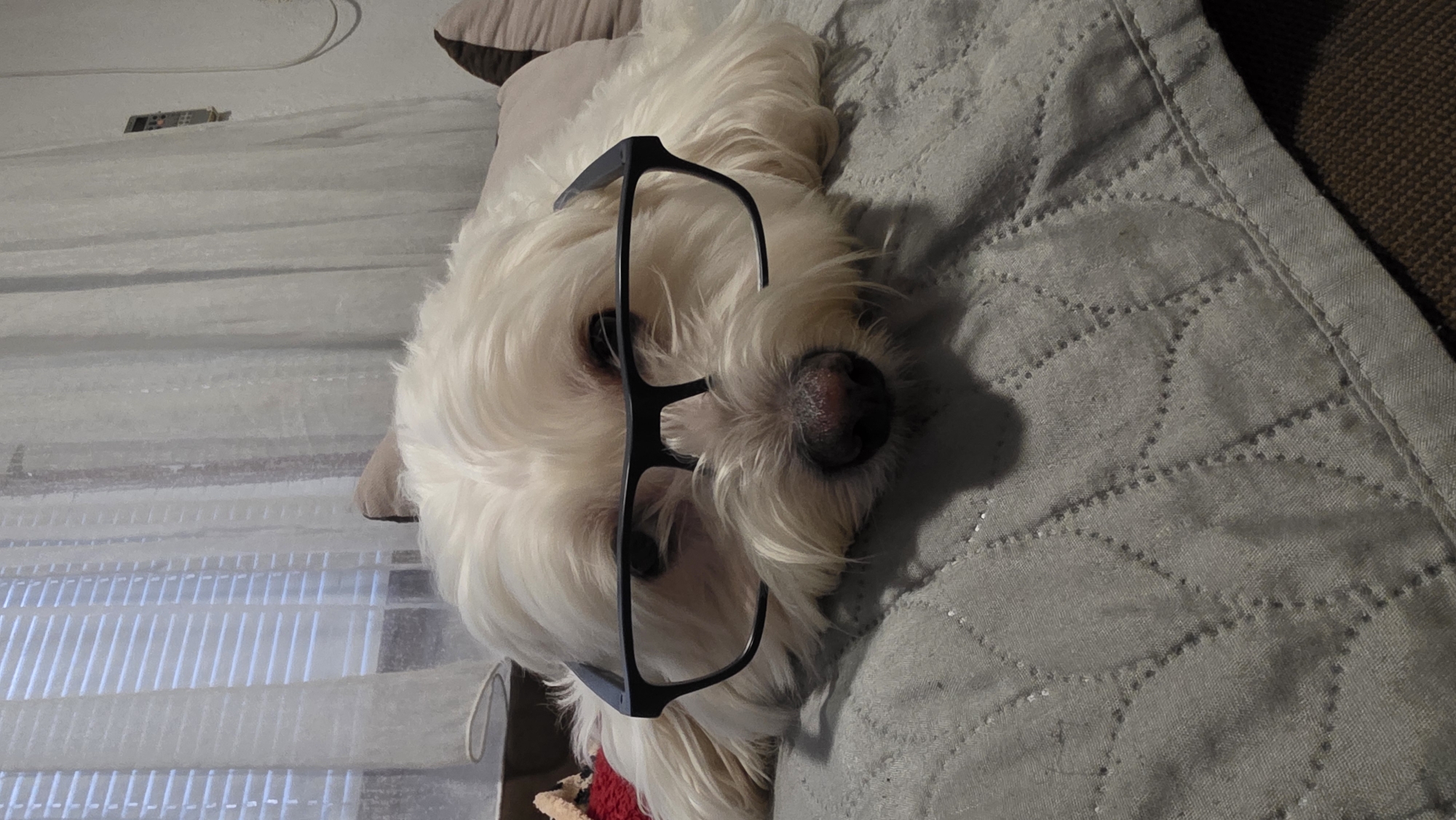 A white, fluffy dog, possibly a Maltese or West Highland White Terrier, is the central subject of this vertical, eye-level photograph. The dog is lying down on a light grey quilted blanket or cover, with its head facing towards the viewer. It is wearing black-framed glasses that rest over its eyes and on its nose, giving it a humorous and intellectual appearance. The dog's fur is predominantly white and slightly dishevelled, and its dark nose is prominent.
The setting appears to be indoors, likely a home in Blagoevgrad, Bulgaria, with the dog resting on a bed or sofa. To the left of the dog, a window with horizontal blinds or curtains is partially visible, and a remote control rests on a surface in the background. The blanket features a diamond or circular quilted pattern, adding texture to the scene. The lighting is soft and ambient, suggesting an indoor environment without harsh direct sunlight. No discernible text is visible on any objects in the image. The overall mood is calm and playful.
