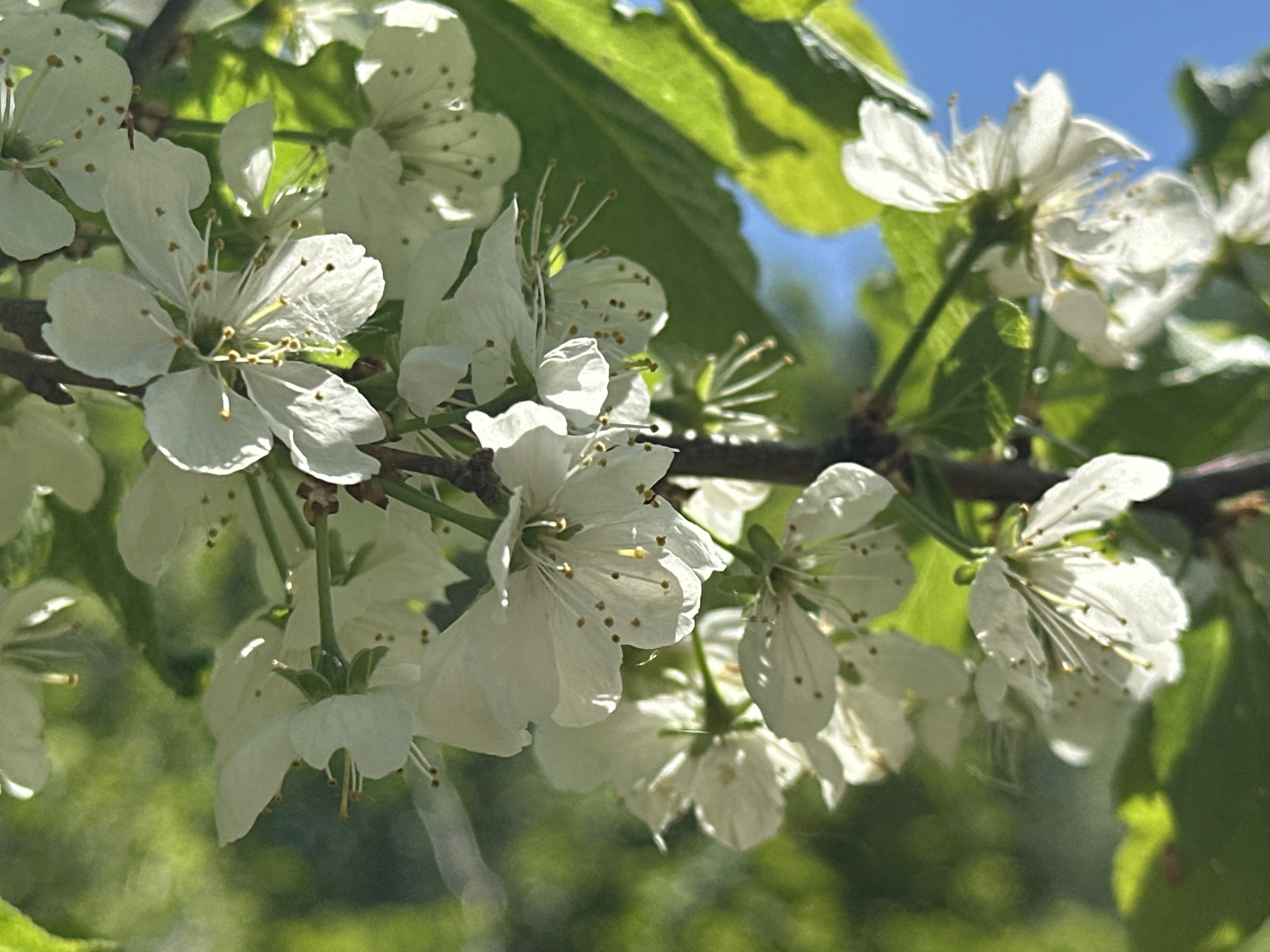 The image shows a close-up of a tree branch laden with white blossoms. The flowers are small and delicate, with yellow stamens. Leaves surround the blossoms. The background is blurred, suggesting a natural environment. The location in the city of Chaikovsky, Russia, is unknown based solely on the content of the image. There is no information about people, specific objects, actions, interactions, or specific environment beyond what is described above.