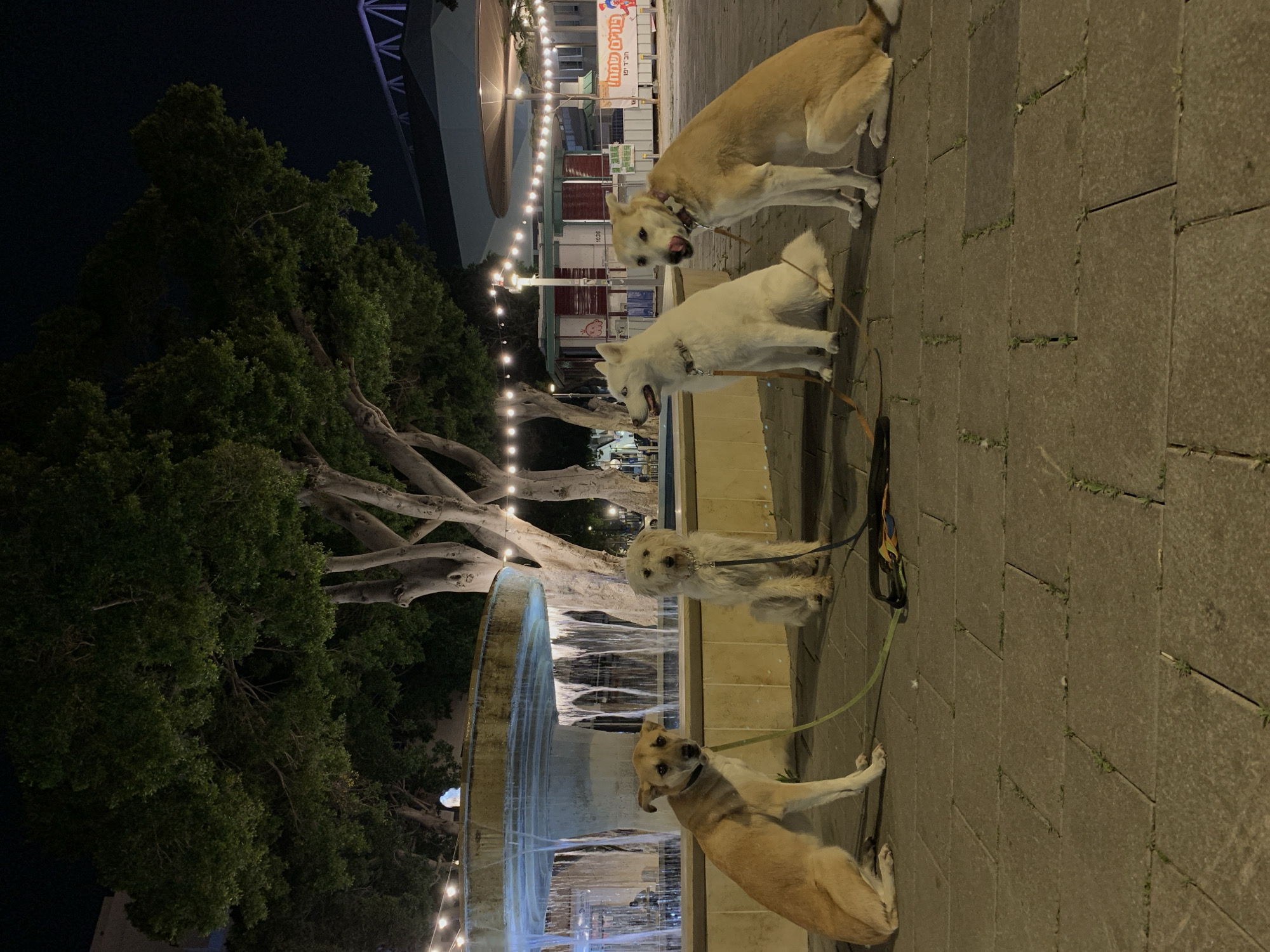 At night in Tel Aviv, Israel, four dogs on leashes stand on a tiled walkway beside a lit fountain with a large tree behind it. The dogs are tan and white, and they are positioned in a line with the fountain on the left. Above the fountain and tree are string lights and buildings.