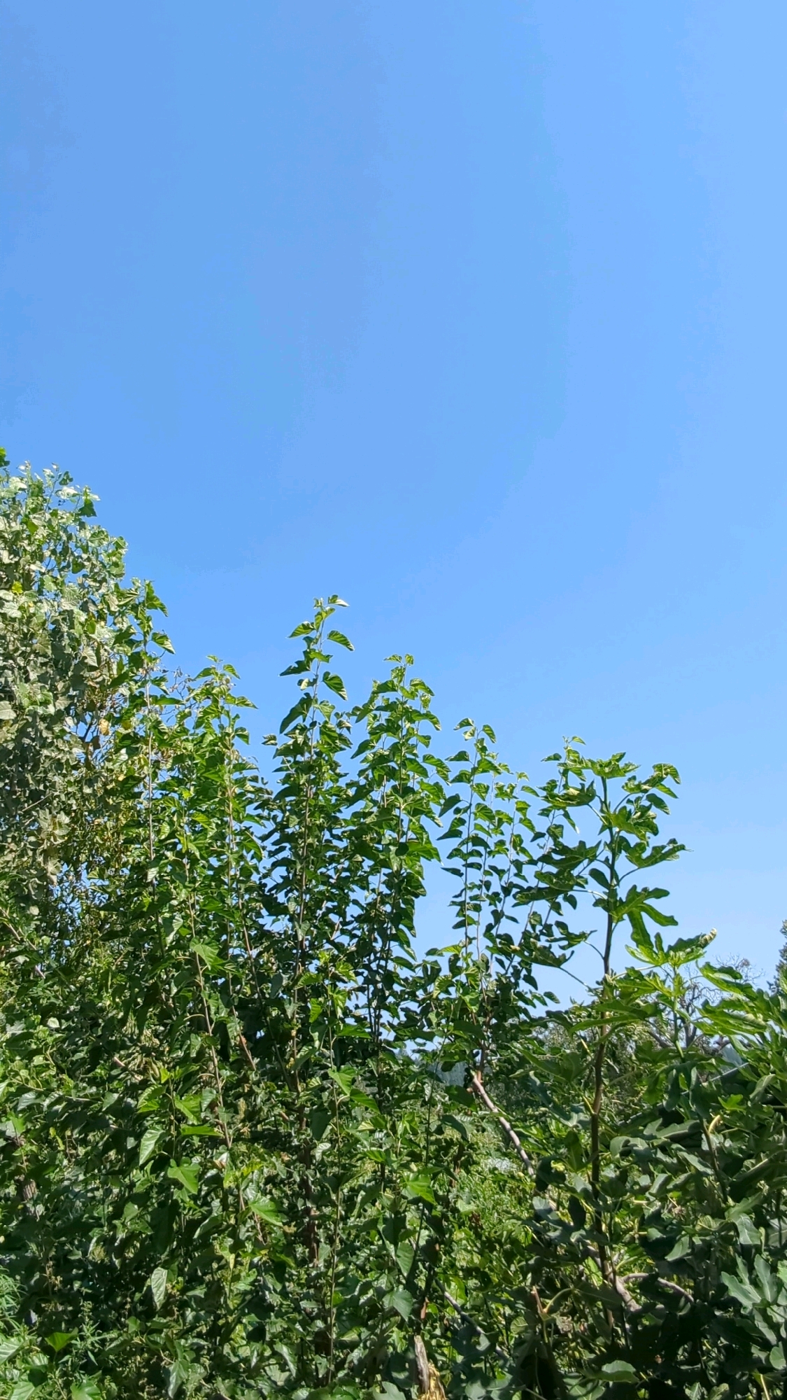 The image shows a clear blue sky above a dense collection of green foliage. The trees are tall and lush, with many leaves covering their branches. Some of the trees appear to be mature, while others are younger saplings. The sun is shining brightly, casting a warm glow on the leaves. There are no people or animals visible in the image. The scene is peaceful and serene, with a natural beauty that is captivating.
The location is the village of Bichewari, India, known for its lush greenery and abundant natural resources. The image captures the essence of this rural Indian village, where nature thrives in harmony with the community. The vibrant colors of the trees and the clear blue sky create a picturesque landscape that is both awe-inspiring and calming.