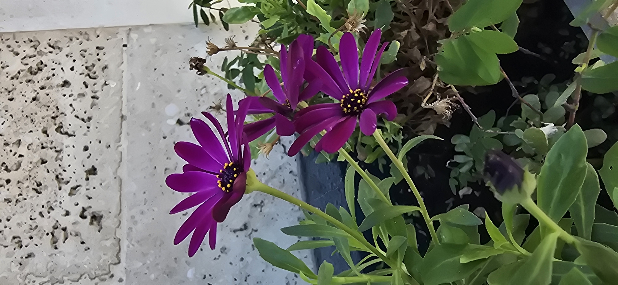 This is a medium-shot, vertical, outdoor photograph of several purple daisy-like flowers with yellow centers. The flowers are in focus, with the foreground showing several stems and green leaves. In the background, a textured, light-colored concrete wall with dark pores is visible. The lower portion of the image shows dark soil and some dried plant matter. A single closed bud is visible in the lower left quadrant. The image does not contain any people. The setting appears to be a balcony or patio in Tel Aviv, Israel.