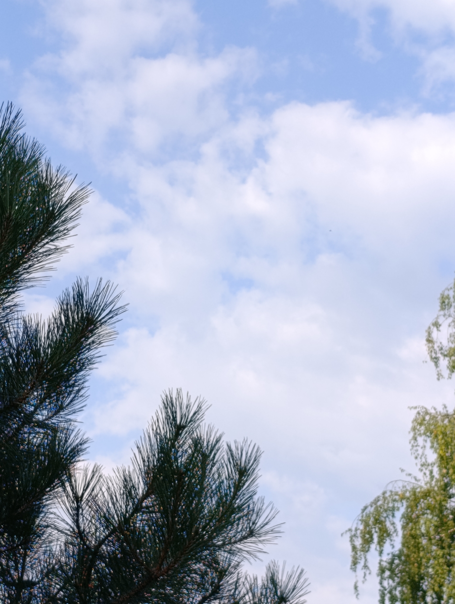 The image shows a close-up view of pine tree branches against a light blue sky with scattered white clouds. The pine needles are dark green and have a sharp, pointed appearance. In the upper right quadrant of the image, a portion of a tree with lighter green foliage is visible, possibly a birch tree, with its branches gently drooping. The scene is captured from a low angle, looking upwards. There are no people or specific landmarks of Dubăsari town council, Moldova, visible in this frame. The overall impression is one of nature and the sky.