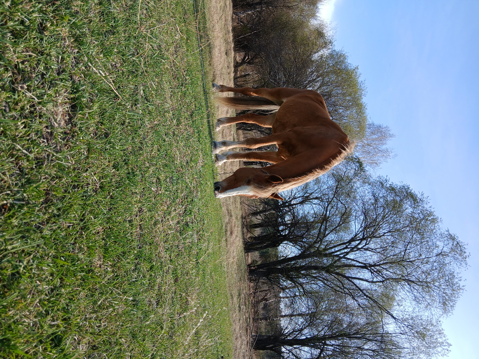 A horse stands in a grassy field, grazing. The horse is light brown with a white mane and lower legs. Beyond the field, there is a stand of trees. The sky above is clear and blue. The location is Unknown, Unknown.