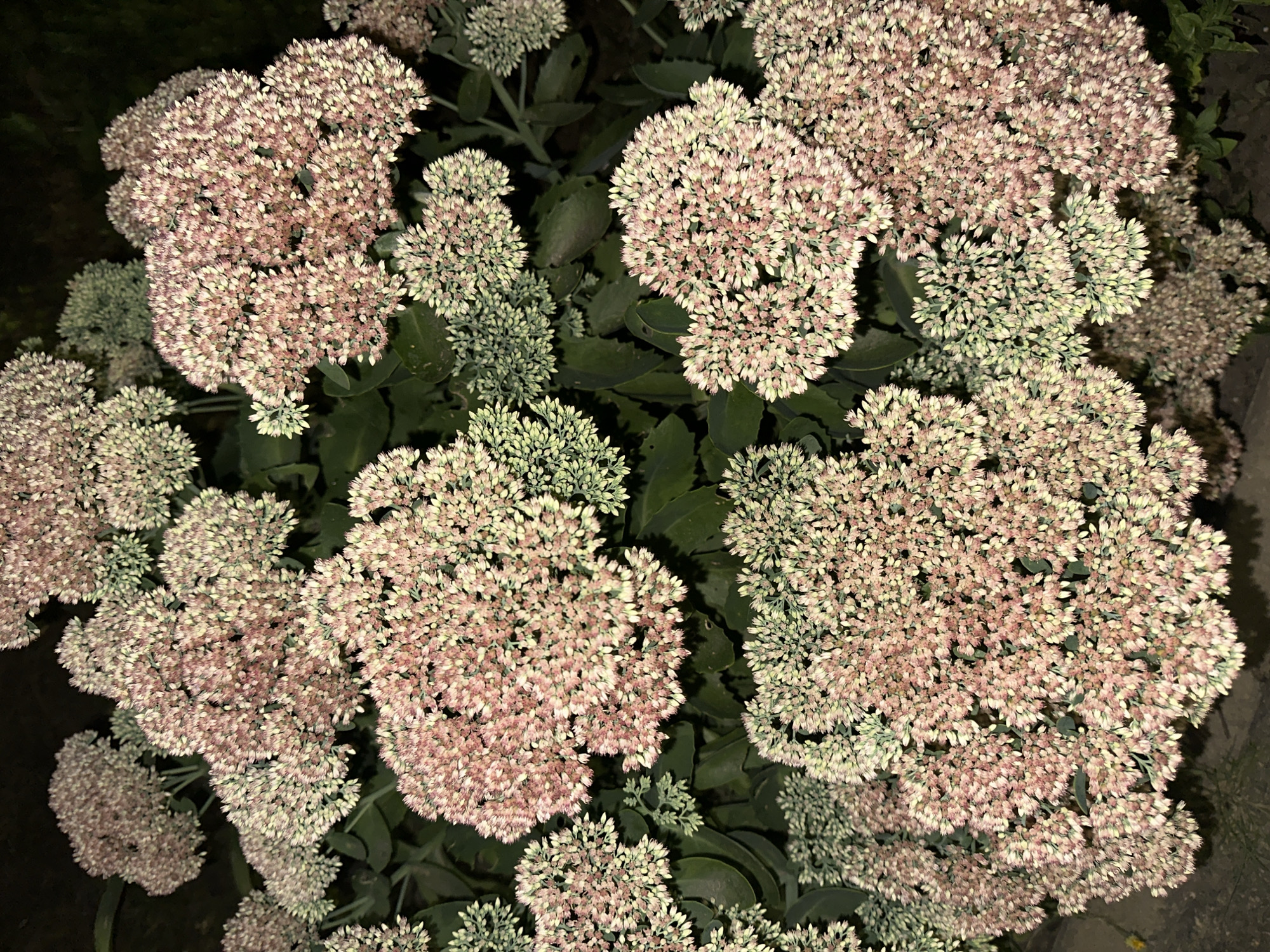 A cluster of blooming Sedum plants, likely "Autumn Joy," with dense flower heads of pale pink and cream, is pictured at night. The flowers are in various stages of bloom, some tightly budded and green, others fully open and tinged with pink. Dark green, succulent leaves form the base of the plants. The background is dark and indistinct, suggesting an outdoor setting, possibly a garden or park in the city of Nevinnomyssk, Russia, given the context. There are no people or animals visible in the frame.