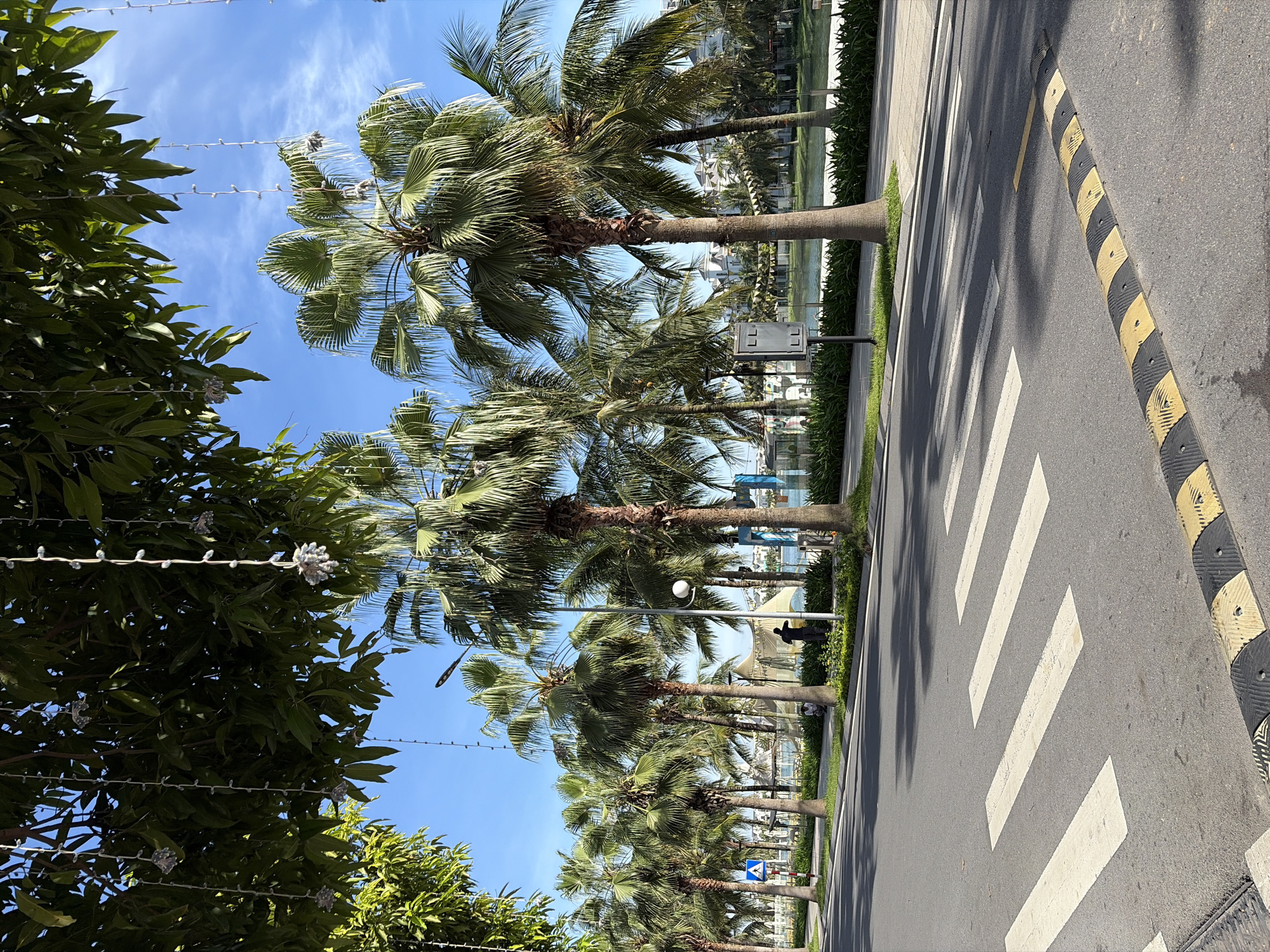 The image depicts a street scene with a pedestrian crossing in the foreground. Tall palm trees line the left side of the road, with a body of water visible beyond them, suggesting a waterfront location. White and yellow speed bumps are present on the road. In the background, there are buildings with white facades and a clear blue sky. The scene appears to be a sunny day. A person is visible near the side of the road, interacting with what looks like a tent or structure. The presence of palm trees and white buildings in a resort-like setting might suggest a location within Hanoi, Vietnam, possibly in a newer development area near a lake or river.