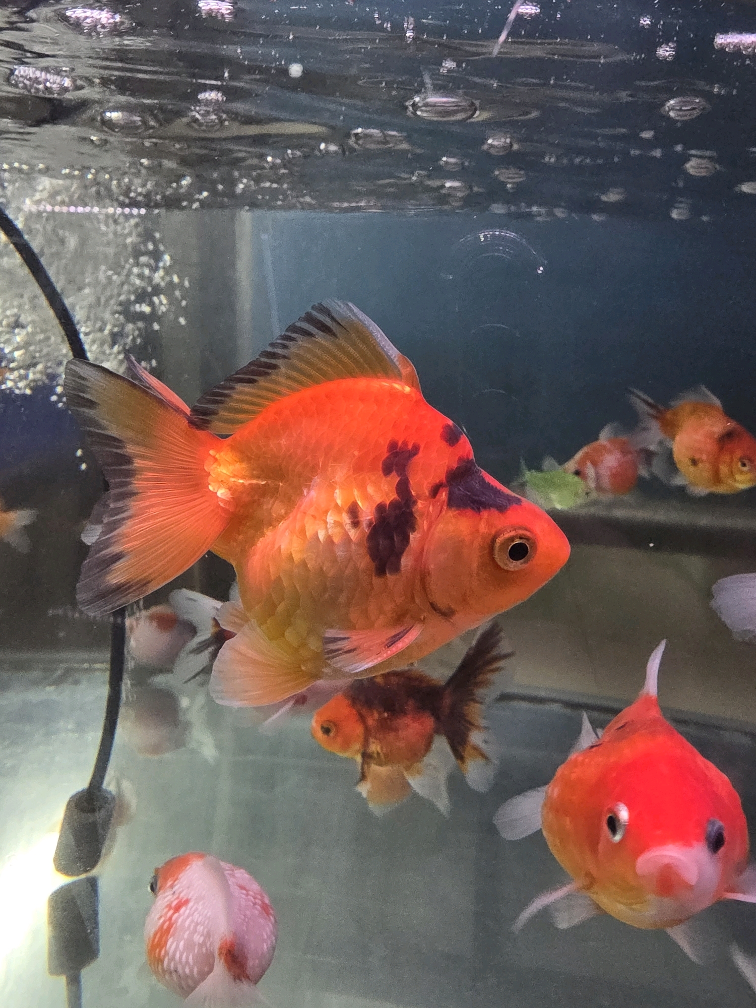 The image depicts a close-up view of several goldfish swimming in an aquarium. The primary subject is a large, vibrant orange and black goldfish in the foreground, positioned slightly to the left of the center, facing right. Its scales are clearly visible, and it has prominent fins and a tail. In the background, several other goldfish of varying sizes and colors, mostly orange and white, are also present. Some are in focus, while others are blurred, suggesting movement within the aquarium. The water surface at the top of the image shows numerous bubbles, indicating aeration. The lighting appears to be artificial, casting a bright glow from the left side. The environment is a typical aquarium setup with a dark, likely blue or green, background. There is no indication of the location in Tanjung Pinang, Indonesia, or any people present in this image.