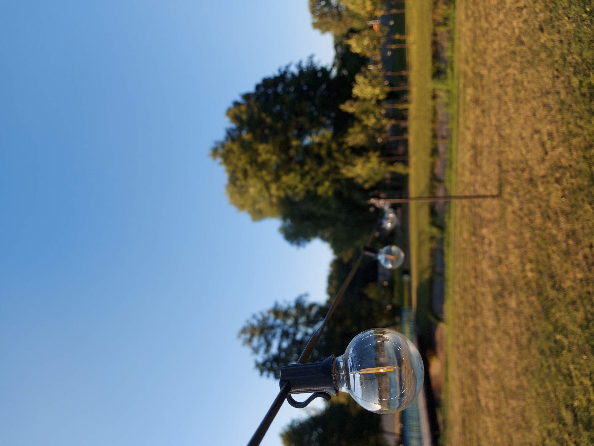 An outdoor string of Edison bulbs hangs in the foreground against a clear blue sky. The closest bulb is in focus, showing its clear glass casing and filament. Behind it, a line of other bulbs and trees stretch into the distance. The ground is covered in dry, golden grass, and a faint reflection of the sky and trees can be seen in the glass of the closest bulb. The scene appears to be in a park or outdoor seating area, with a bridge visible in the background.