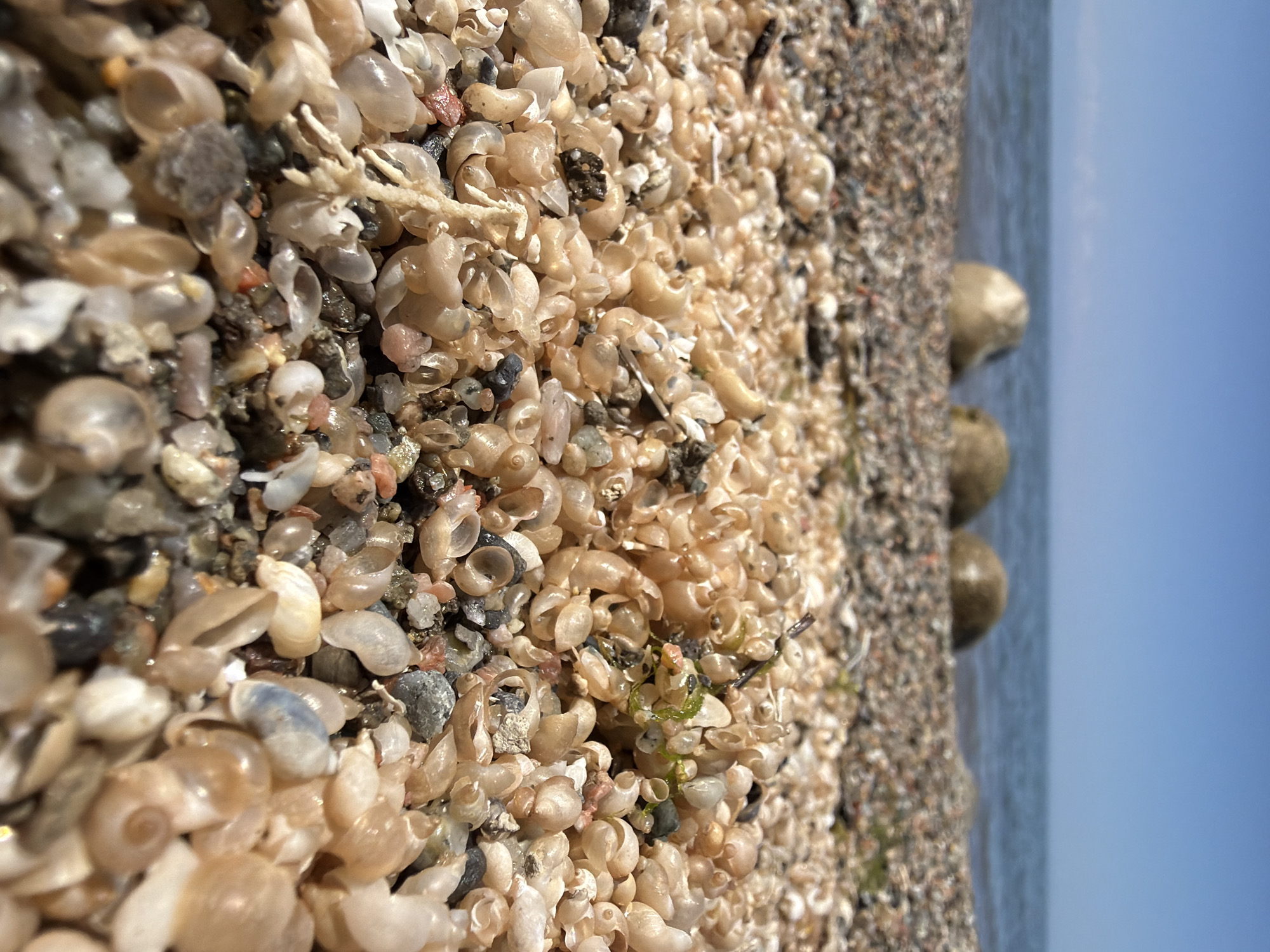 An extreme close-up shot of a sandy beach shows a dense layer of small, tan-colored snail shells. The shells are mostly empty and appear to be broken in places, with some fragmented pieces mixed in. The foreground is filled with these shells and smaller grains of sand, along with a few scattered dark rocks and colorful pebble fragments. A thin strand of green vegetation is visible amongst the shells in the mid-foreground. In the blurred background, the calm blue water of a lake or ocean meets the horizon under a clear blue sky. Three large, rounded, light-colored rocks are submerged in the water. The image captures a sunny day with the sun casting soft light and shadows on the beach.