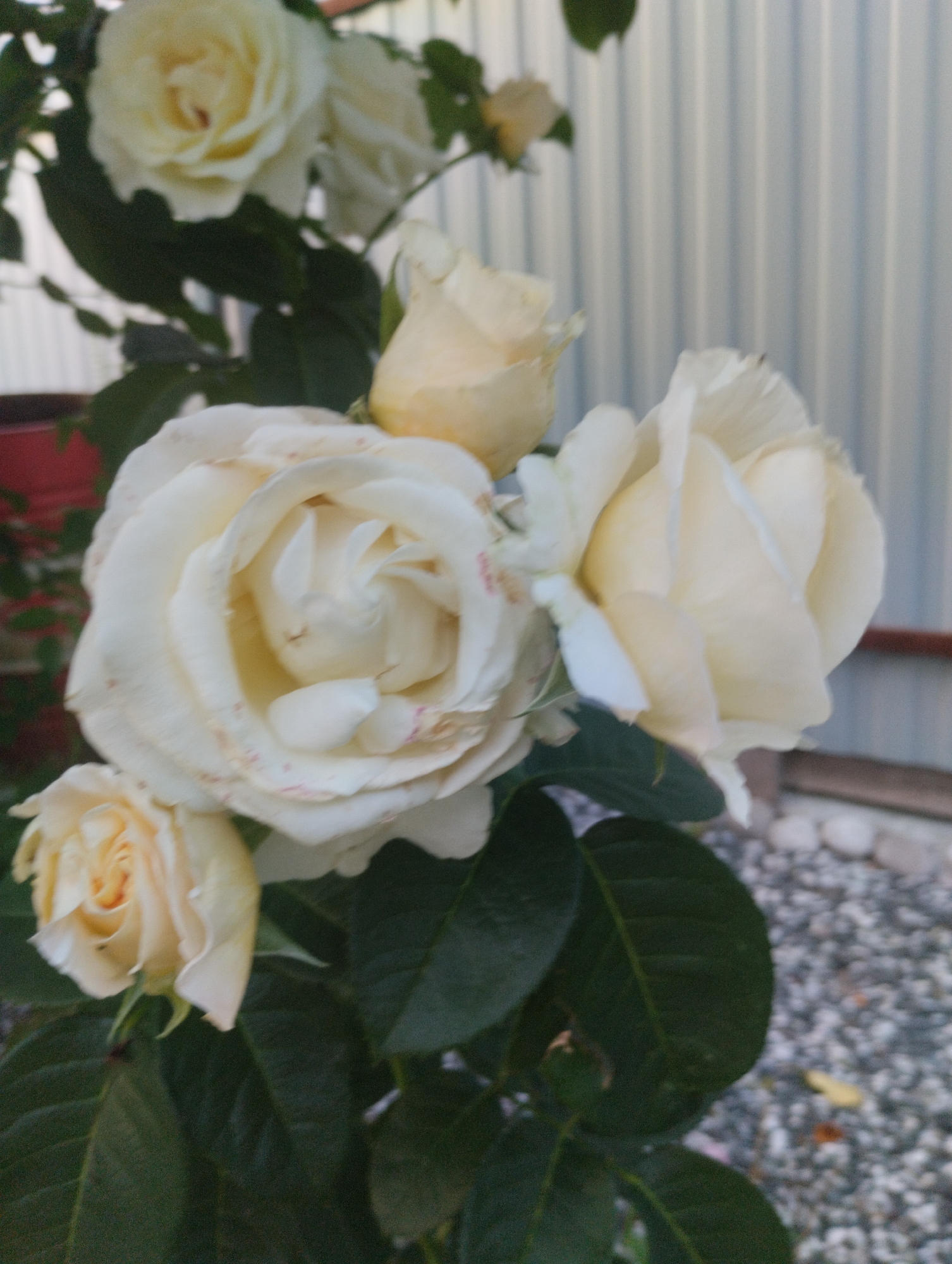 A close-up, eye-level shot features a cluster of creamy white roses in various stages of bloom, set against a backdrop of a light gray corrugated metal fence. The roses are the primary focus, with their petals appearing soft and delicate, tinged with hints of pink in some areas. Dark green leaves provide a contrasting base for the flowers. The foreground shows a scattering of gray and white pebbles, typical of a garden or pathway. The overall lighting is natural, suggesting an outdoor setting during daylight hours. The scene does not contain any people or identifiable landmarks within Urkovo, Russia.