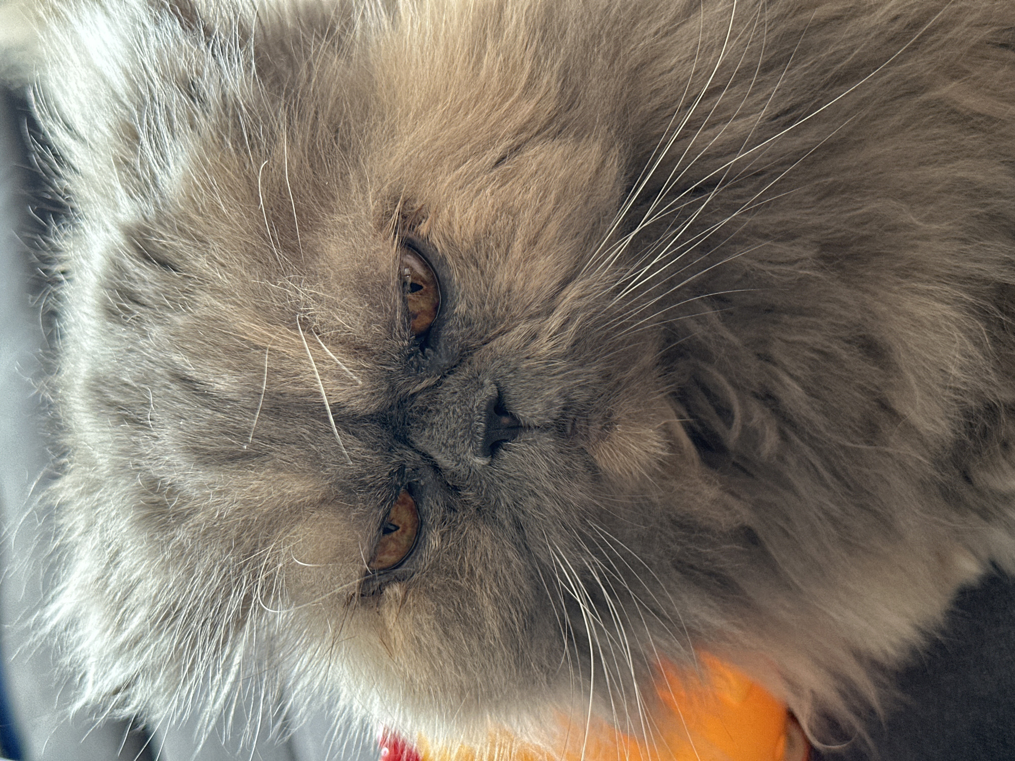 A close-up, tilted image depicts a fluffy, long-haired cat, likely a Persian or similar breed, with its face filling most of the frame. The cat has gray and beige fur, amber eyes, and prominent whiskers. The background is blurred, but appears to show fabric and possibly a red and orange toy. The photograph was presumably taken indoors. There is no contextual information available to support that this image was taken in Chaikovsky, Russia.