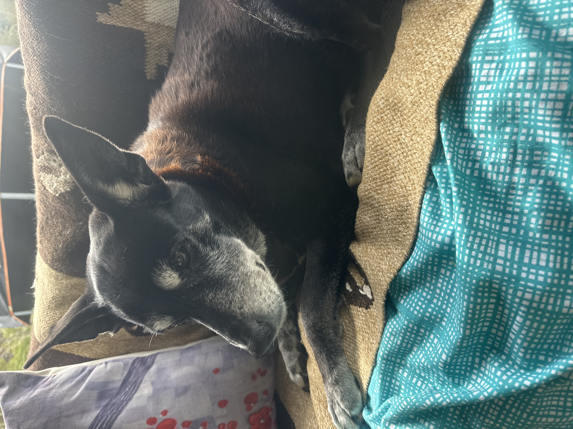An elderly black and tan dog with graying fur around its muzzle is resting on a tan blanket, which is draped over what appears to be outdoor seating. To the left of the dog, a pillow with a purple and white pattern and red circular accents is visible. The dog's front paws are resting on a teal-colored fabric with a white grid pattern. In the background, a dark object, possibly a tent, is partially visible, suggesting an outdoor setting, potentially in the city of Thora, Australia. The lighting suggests it is daytime.