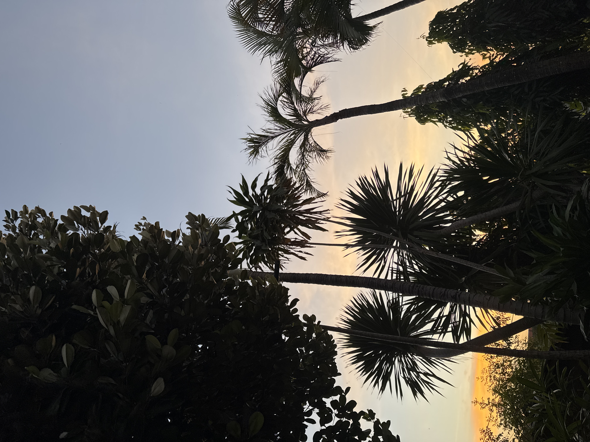 This is a low-angle, silhouette photograph taken in Denpasar, Indonesia, during either sunrise or sunset. The sky is a gradient of pale blue at the top transitioning to a warm yellow and orange hue near the horizon. In the foreground, lush tropical foliage, including palm trees with spiky fronds and tall, slender trees with dark green leaves, are silhouetted against the colorful sky. A large, leafy tree branch dominates the upper left portion of the frame, its dark leaves obscuring a significant portion of the sky. The overall impression is one of tropical serenity.