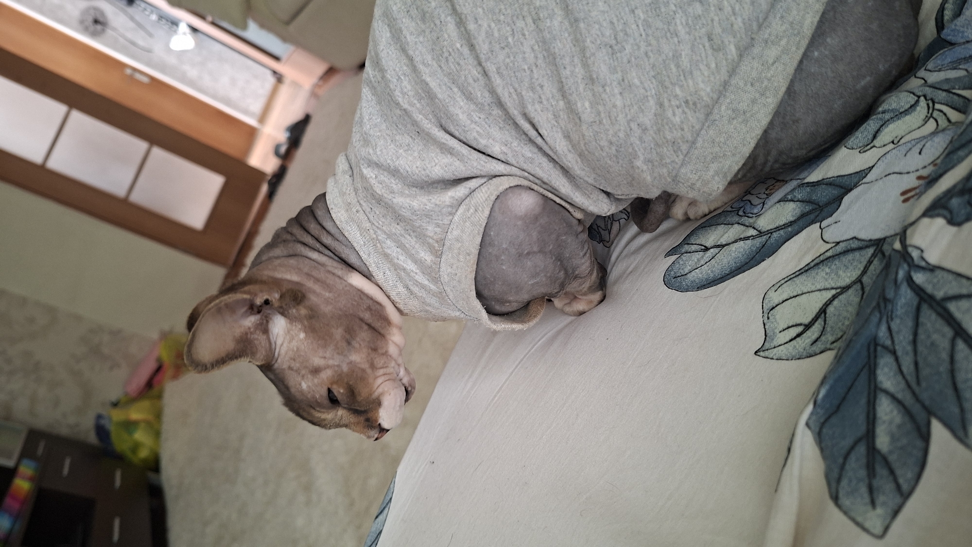 A light brown Sphynx cat is lying on a bed. The cat is wearing a gray t-shirt and its head is turned to the left, with its eyes partially closed. The bed is covered with a white sheet with a blue floral pattern. In the background, a wooden door and a wardrobe are visible. The scene appears to be an indoor setting, possibly a bedroom, in a residential area in the city of Myadzyel, Belarus.