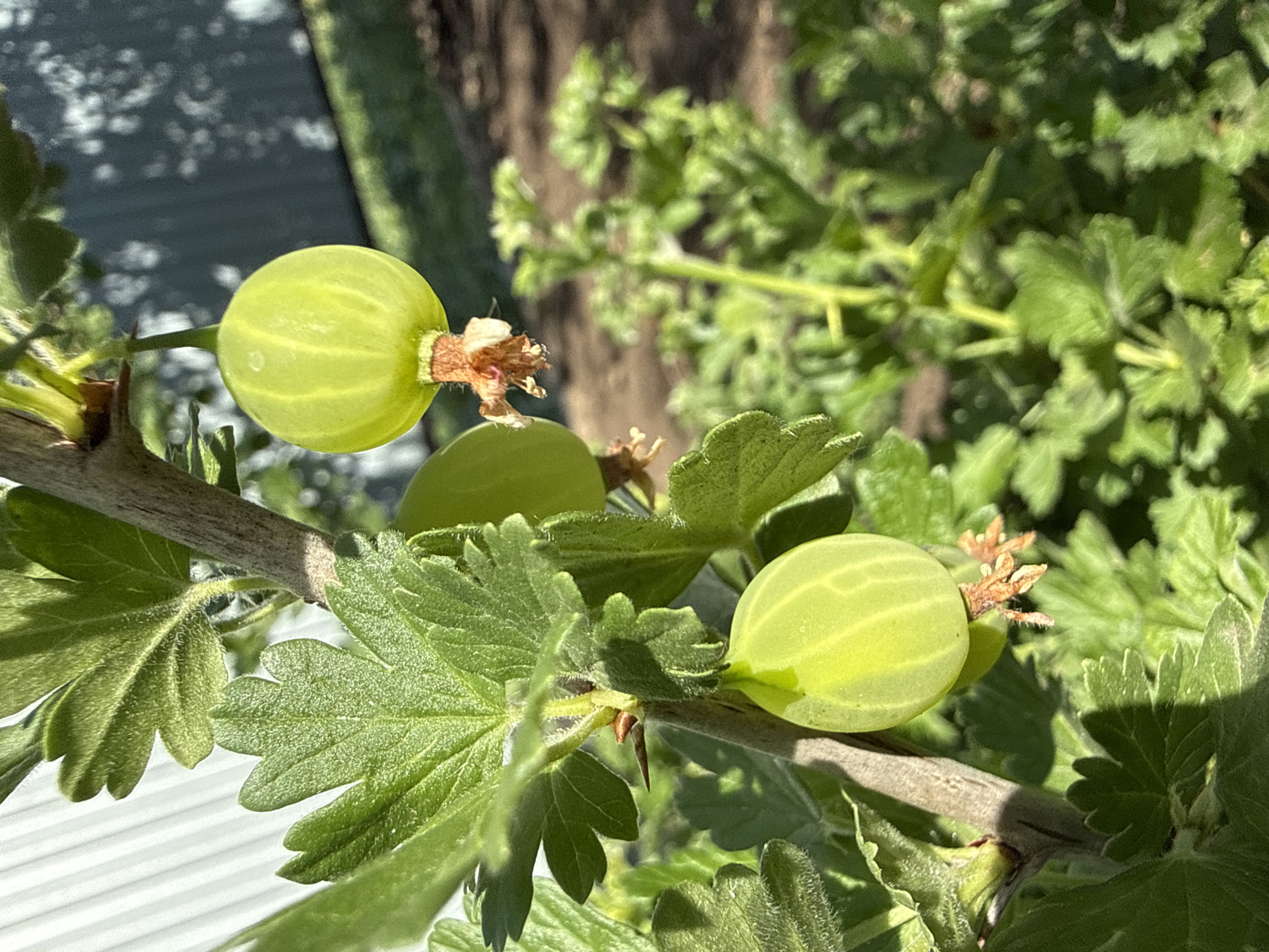 Three green gooseberries hang from a branch, surrounded by fuzzy green leaves. The branch is brown and slightly rough. A blurred background includes foliage, a tree trunk, and a section that could be a building or fence. The setting appears to be outdoors, possibly a garden.