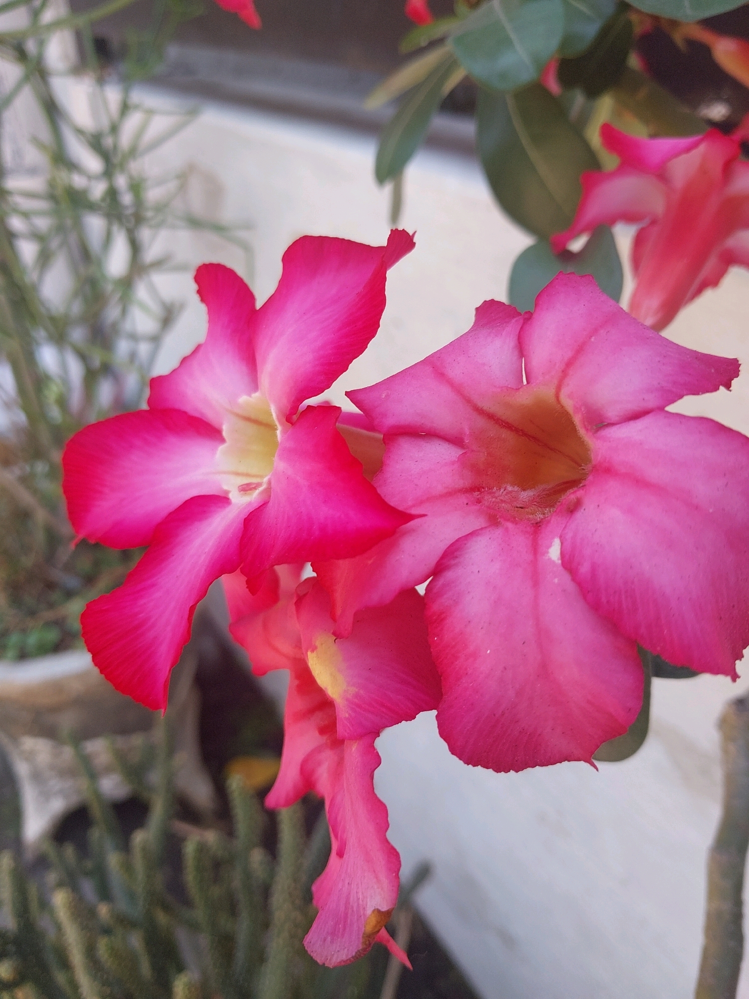 This close-up, eye-level shot showcases two vibrant pink desert rose (Adenium obesum) flowers in bloom. The flowers are the primary subjects, positioned in the foreground and taking up most of the frame. Their petals are a deep fuchsia at the edges, fading to a lighter pink and yellow towards the center. One flower on the left is slightly angled, revealing its trumpet-like interior, while the flower on the right is more directly facing the viewer, with its center prominently visible. A third, smaller bud or a partially opened flower is visible hanging downwards in the lower middle of the image.
Behind the flowers, the background is softly blurred, suggesting a shallow depth of field. Elements visible in the background include green foliage, indicating other plants in the vicinity. There's also a hint of a textured, light-colored surface, possibly a wall, and some thin, spiky green stems that appear to be part of a succulent or cactus plant, possibly in a pot. The overall environment suggests an outdoor setting, likely a garden or a balcony.
The image was captured in Malang, Indonesia. The specific location in Malang is not provided in the image itself, but the presence of desert rose flowers, commonly cultivated in tropical and subtropical climates like Indonesia, is consistent with the region. The lighting suggests it was taken during the daytime, possibly in the late afternoon given the warm tones. There are no people or animals present in the scene. The image is a still life composition focusing purely on the beauty and detail of the blooming flowers.