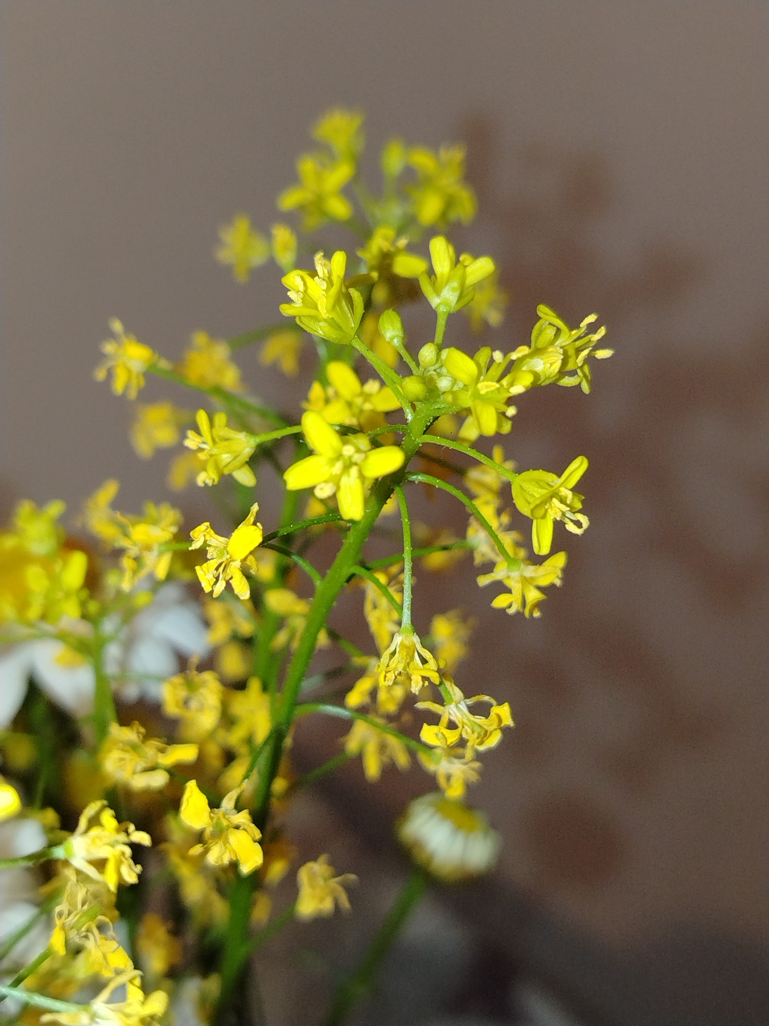 A close-up, indoor photograph shows a bouquet of small yellow flowers with green stems against a muted brown background. The flowers are clustered densely on the stems, with individual blossoms exhibiting four delicate petals and visible stamens. Some buds are also present, indicating the flowers are in various stages of bloom. The background is soft and out of focus, suggesting a shallow depth of field. There are no people or discernible environmental features of the city of Noviy, Russia visible in the image. The lighting is artificial and soft, illuminating the flowers from the side.