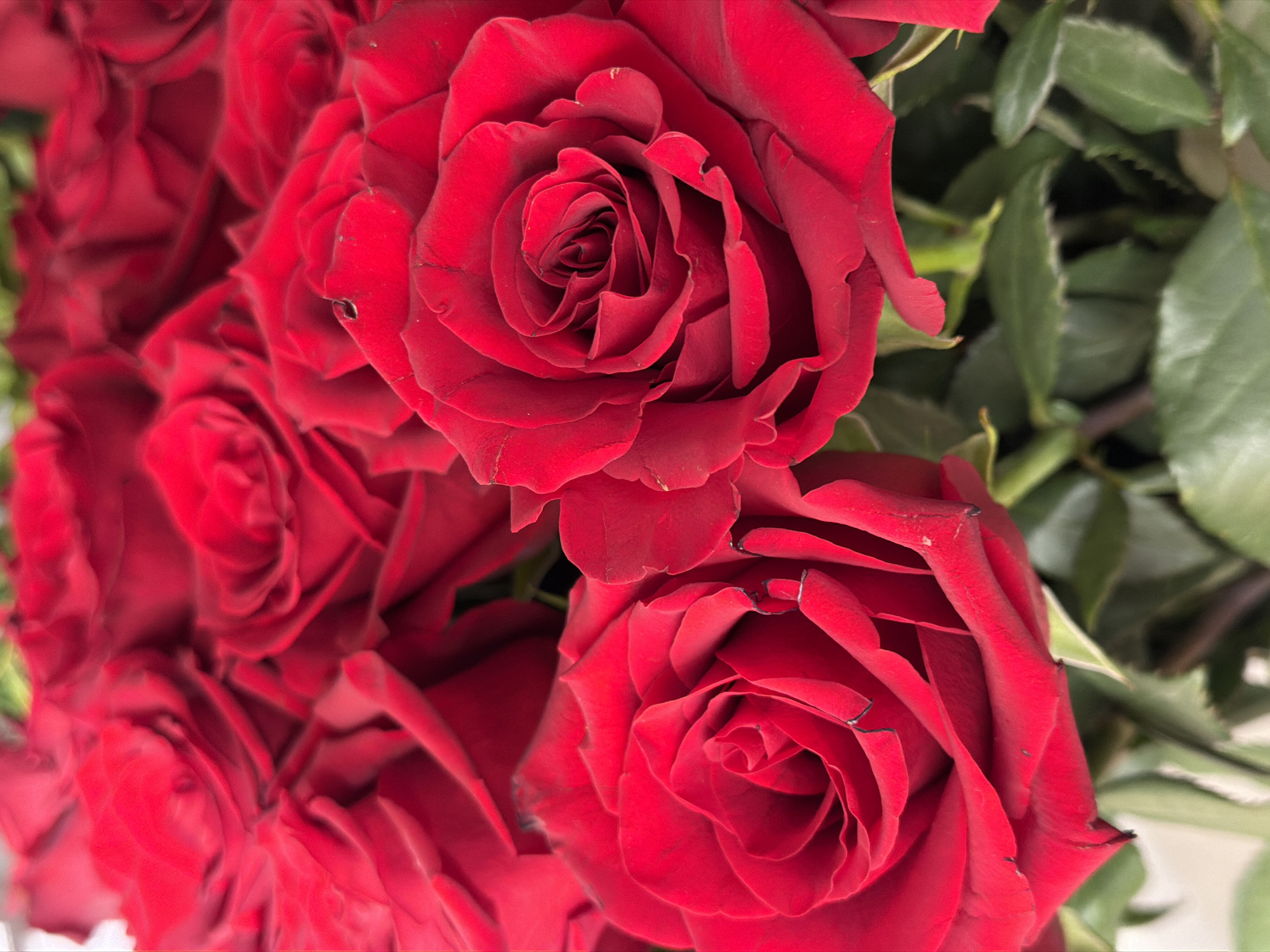 A close-up, eye-level, medium shot features a dense bouquet of vibrant red roses. The roses are tightly packed, with their velvety petals unfurling in various stages of bloom. The foreground is dominated by two large, fully opened roses, their intricate spiraling centers clearly visible. Behind them, numerous other red rose blooms are layered, creating a rich texture and a sense of depth. Lush green leaves peek through the spaces between the flowers, providing a contrasting backdrop. The lighting is soft, highlighting the rich red hues and the delicate texture of the petals. The background is out of focus, drawing all attention to the beauty of the roses. The scene appears to be an indoor arrangement, likely a gift or decoration. The location in the city of Unknown, Unknown is not specified.
