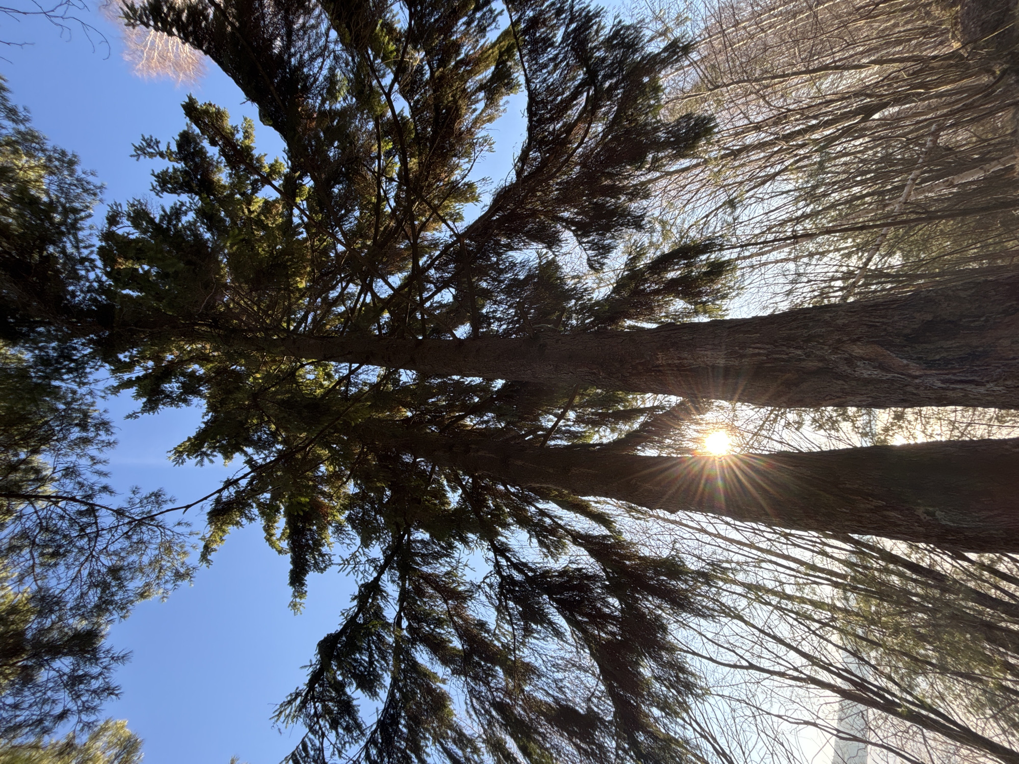 The image is a ground-level shot looking up into a tree canopy against a clear blue sky. The sun is visible through the trees, creating a starburst effect. Some trees have leaves while others are bare branches. The location in the city of Chaikovsky, Russia is not discernible from the image.