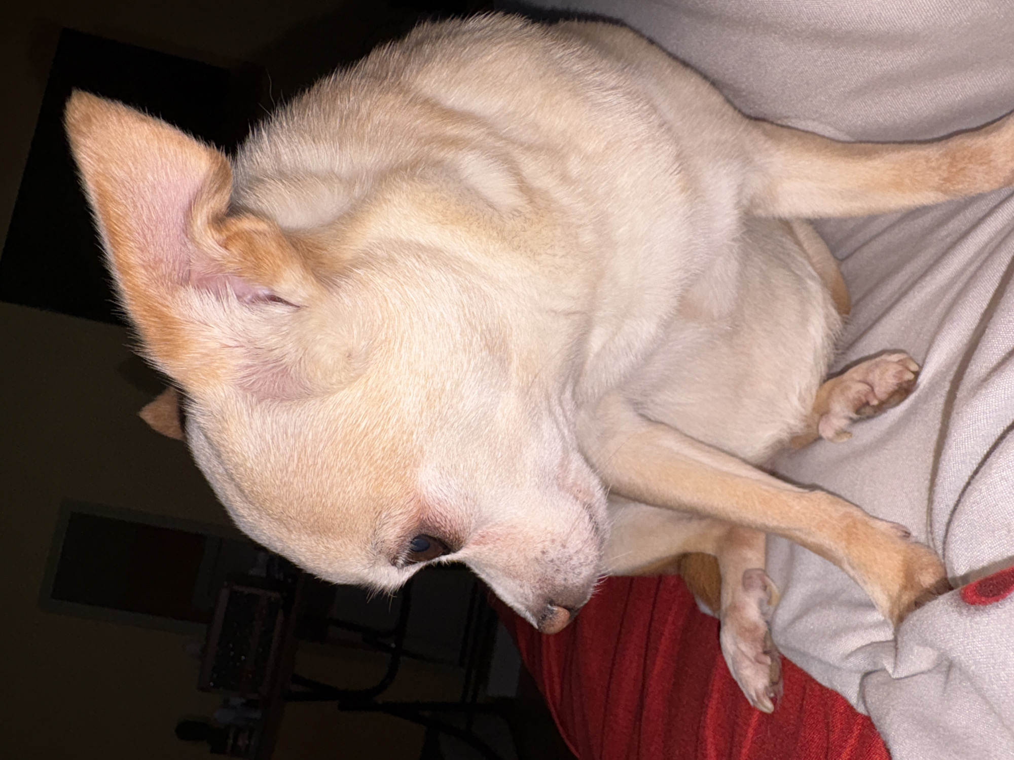 A tan-colored Chihuahua dog is lying on its side on a red blanket and a grey blanket. The dog's head is turned to the left, and its eyes are open. Its ears are pointed upwards. In the background, a dark room with a table and a mirror is visible. The image does not provide any information that can be used to determine its location in the city of Vratsa, Bulgaria.