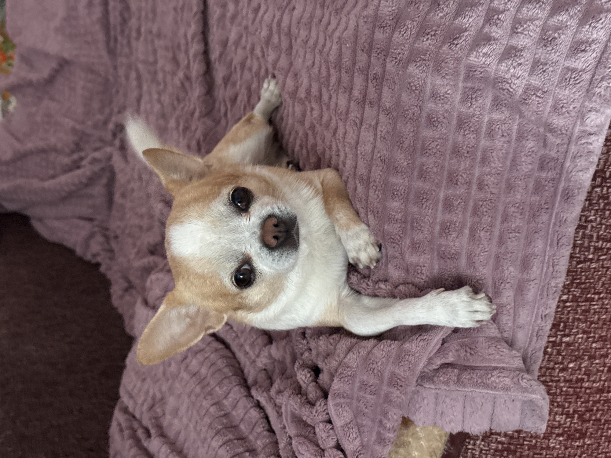 A small, tan and white Chihuahua dog lies on a light purple, textured blanket. The dog is positioned in the center of the frame, looking directly at the camera with both eyes visible. The dog is lying on its stomach with its front paws outstretched. The blanket is placed on a surface with a brown, patterned texture. The scene appears to be indoors. There is no discernible evidence to indicate the location is Rostov-on-Don, Russia.