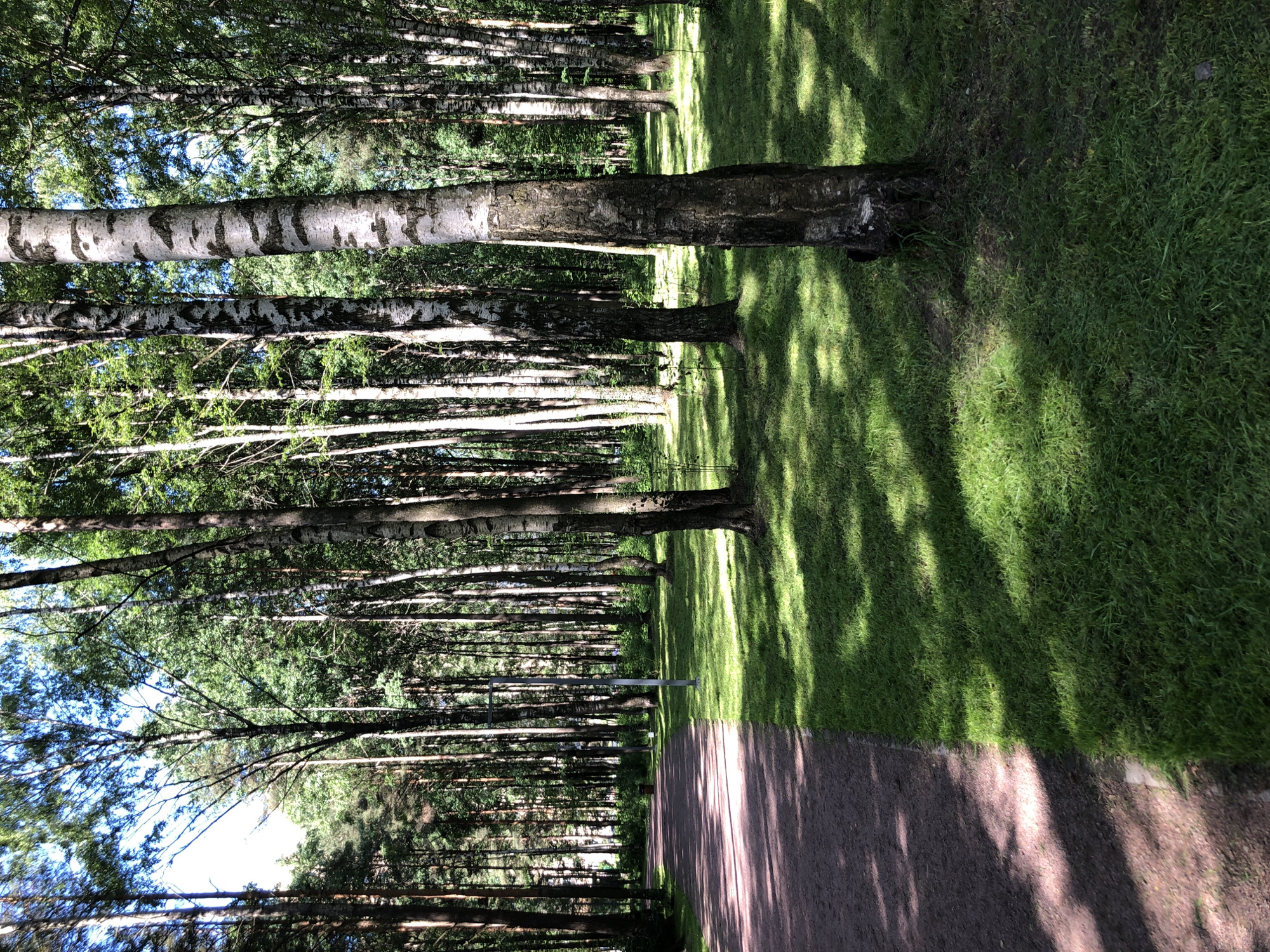 A dirt path runs diagonally across the left side of the image, shaded by trees. To the right of the path is a manicured lawn with dappled sunlight. A row of birch trees with distinctive white and black bark stands prominently in the foreground and midground, casting shadows on the grass. Beyond the birch trees, a dense forest of pine and other deciduous trees creates a lush green backdrop. A single lamppost is visible on the edge of the path in the midground, and a trash receptacle is further back. The sky is visible through the canopy of leaves. The overall scene suggests a park or forest path within a city, possibly in Saint Petersburg, Russia, given the presence of birch trees and the style of the lamppost.