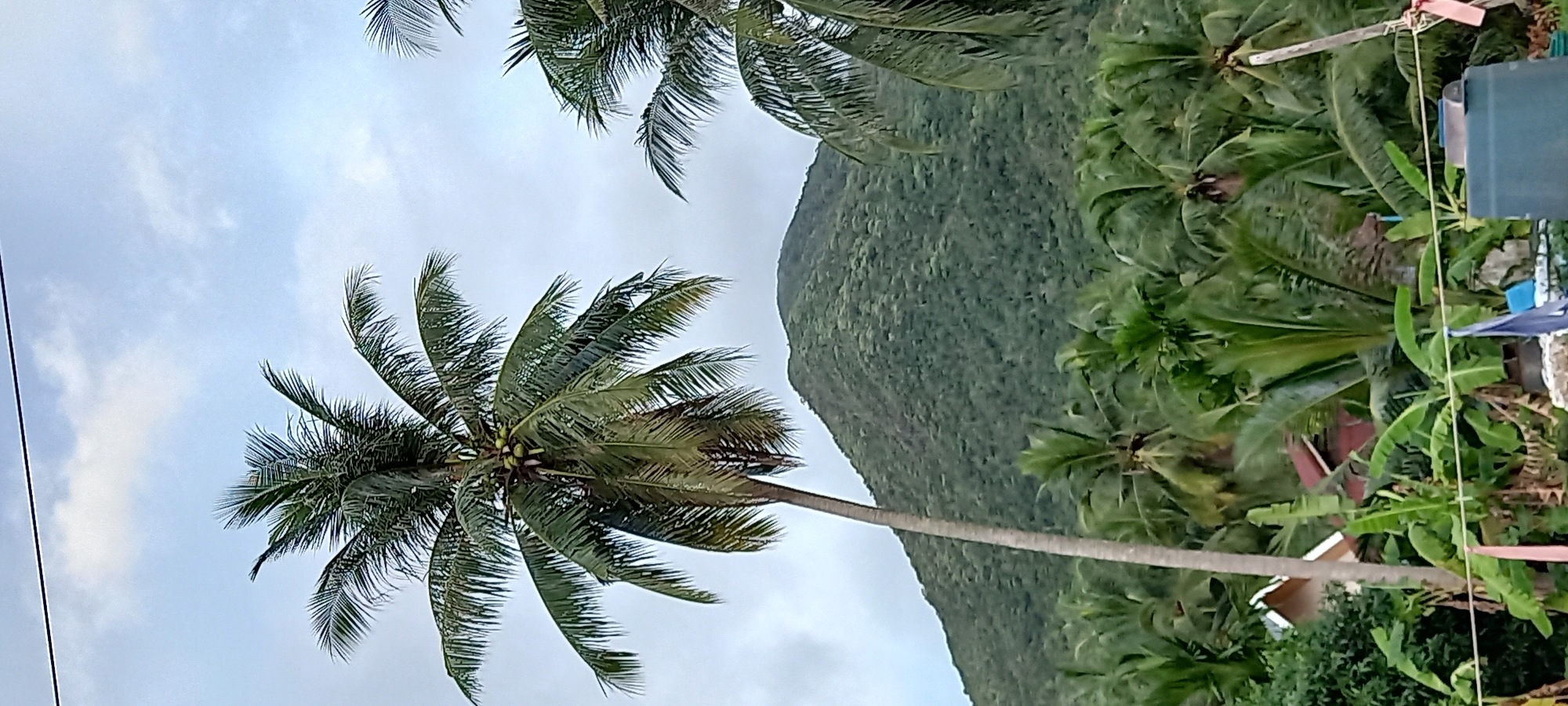 The image captures a tropical scene in Baan Chaloklum, Thailand. A mature coconut palm tree dominates the left side of the frame, its fronds reaching towards the overcast sky with a few coconuts visible among them. Behind the palm tree, a lush, green mountain rises, densely covered with vegetation. To the right, there is a mix of tropical plants, including banana trees, suggesting a cultivated area or a garden. Some man-made structures are partially visible on the right edge, perhaps a building or fence, with blue tarp. The overall impression is one of a tropical environment with a mix of natural and man-made elements.