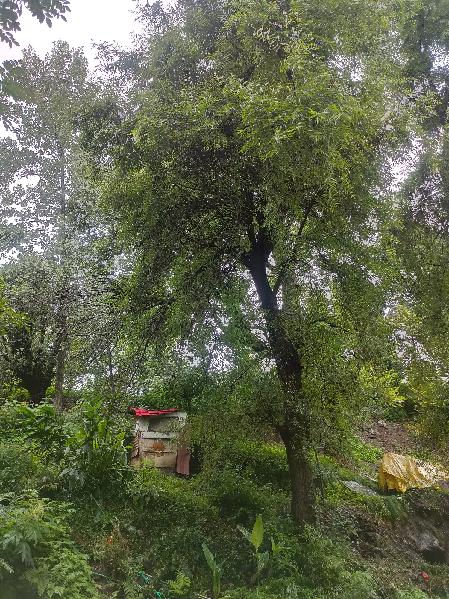 The image depicts an outdoor scene with dense foliage and trees. In the foreground, there is a small, weathered structure with a red roof. The structure appears to be made of wood and metal, with visible rust and disrepair. It is surrounded by lush green vegetation, including ferns and large-leafed plants.
To the right of the structure, a yellow tarp is spread over a rocky incline, partially obscured by vegetation. A tree with a thick trunk and branches covered in green leaves dominates the central and right portions of the image. The background consists of more trees and foliage, with a hazy sky suggesting overcast conditions. The overall impression is one of a somewhat overgrown and rustic outdoor setting.
