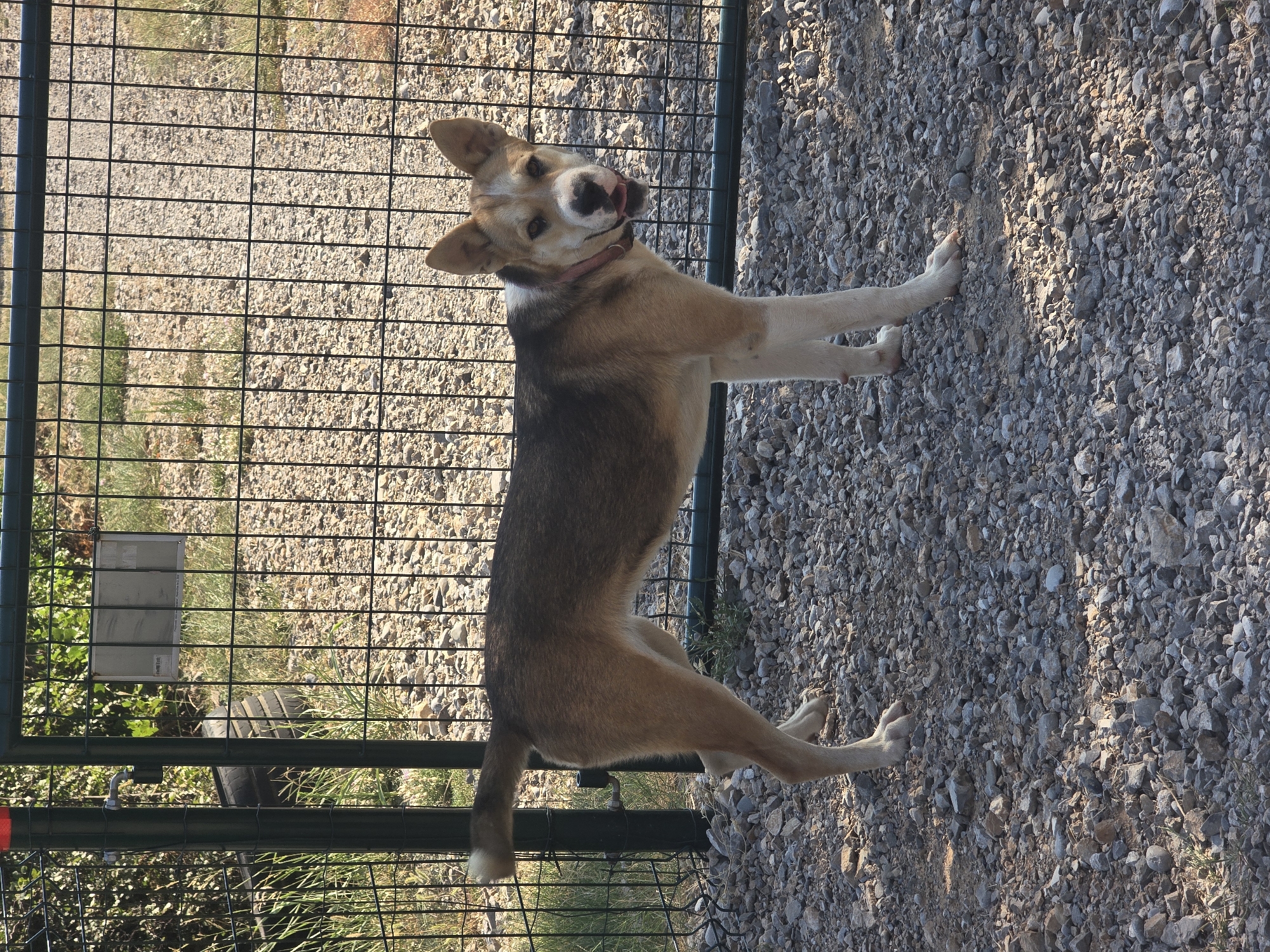 A medium-sized, mixed-breed dog with tan and dark brown fur stands in a fenced outdoor area. The dog is facing the camera, with its mouth slightly open and its tongue visible. It is wearing a pink collar. The ground is covered in small grey and brown pebbles. Behind the dog, a dark green metal fence is visible, with a gate on the left side. Beyond the fence, there is dry grass, vegetation, and stacked tires. The scene appears to be in a rural or semi-rural area.