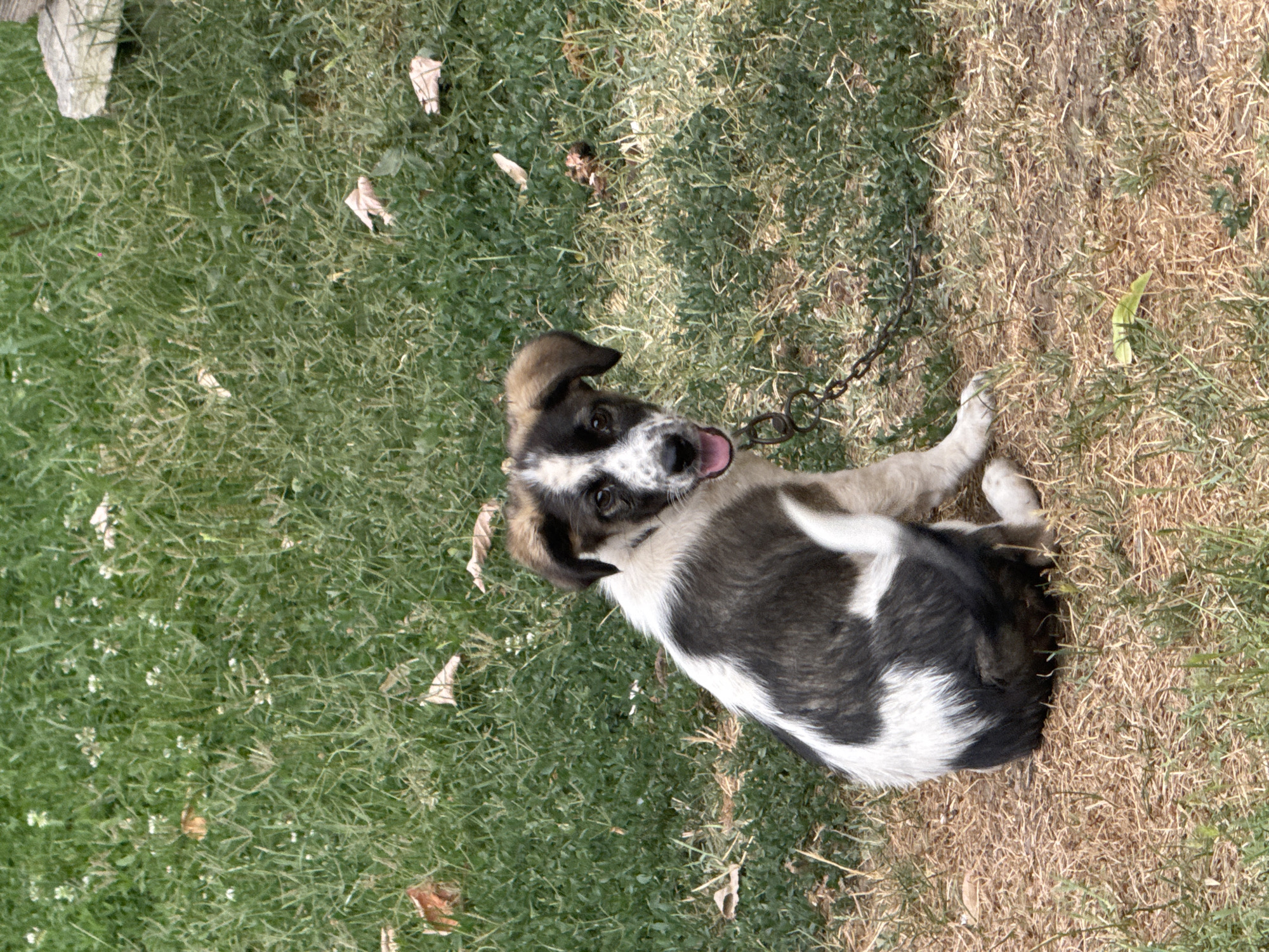 A young, black and white dog with floppy ears is sitting on dry grass and dirt, facing the camera. Its mouth is open, and its tongue is visible. The dog is wearing a metal chain collar. The background is a mix of green grass with scattered dry leaves and some small white flowers. The scene appears to be outdoors in a yard or park.