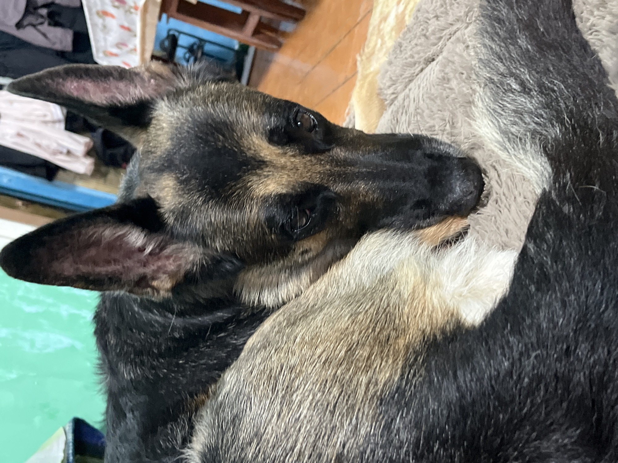 A German Shepherd dog is curled up on a fluffy blanket in an indoor setting. The dog's head is resting on its paws, and its eyes are partially closed. The background is blurred but appears to be a room with furniture. The image is taken from a close-up perspective, focusing on the dog's face and fur. There are no people visible in the image. The location is not specified in the image or metadata.