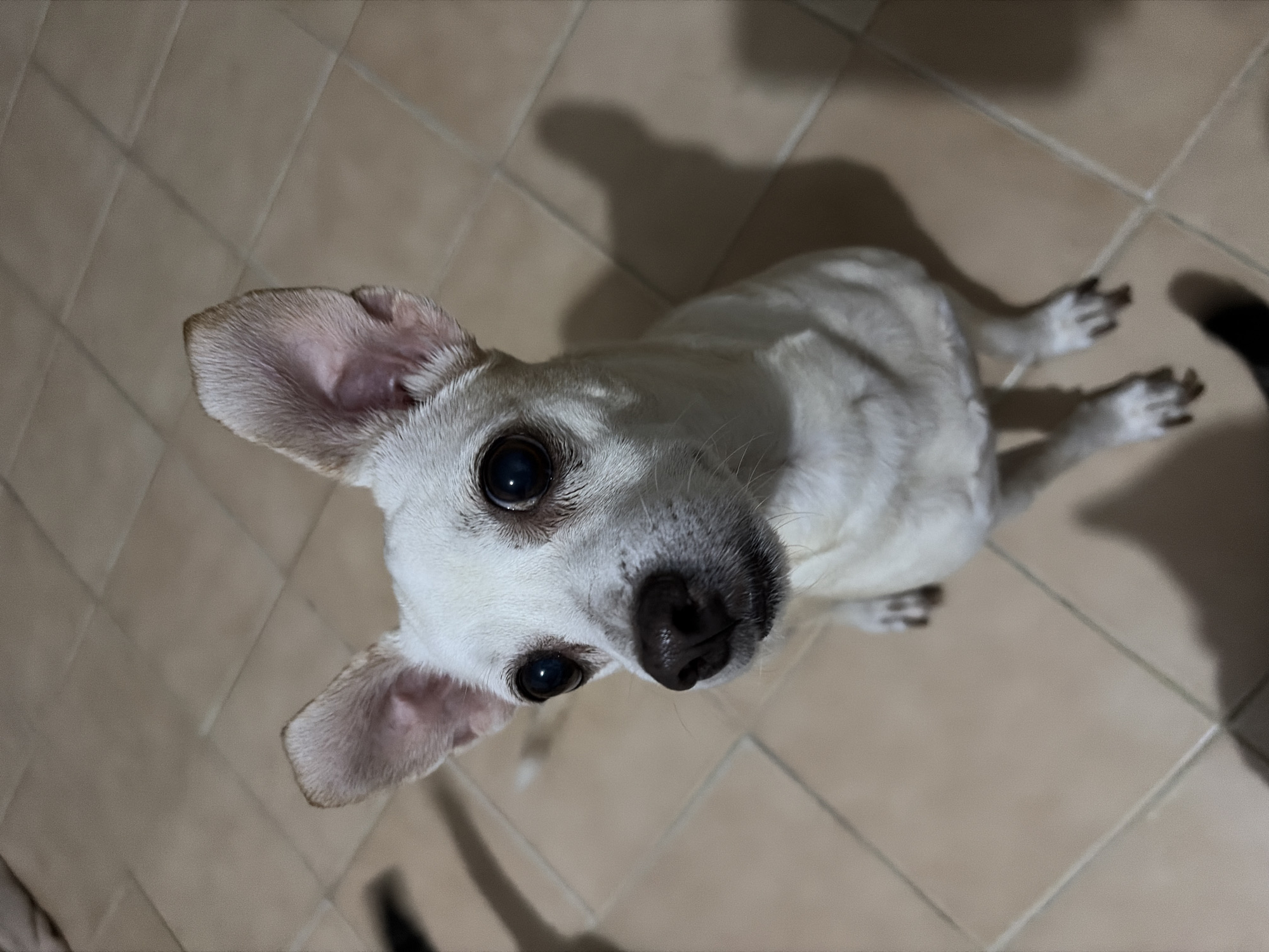 A close-up, high-angle shot shows a small, white dog looking directly up at the camera. The dog has large, dark eyes and one ear that is perked up while the other is folded down. The dog is sitting on a light brown, tiled floor. There are partial shadows of a person or object in the background of the picture. The location, Ciudad Guayana, Venezuela, cannot be determined from the image.