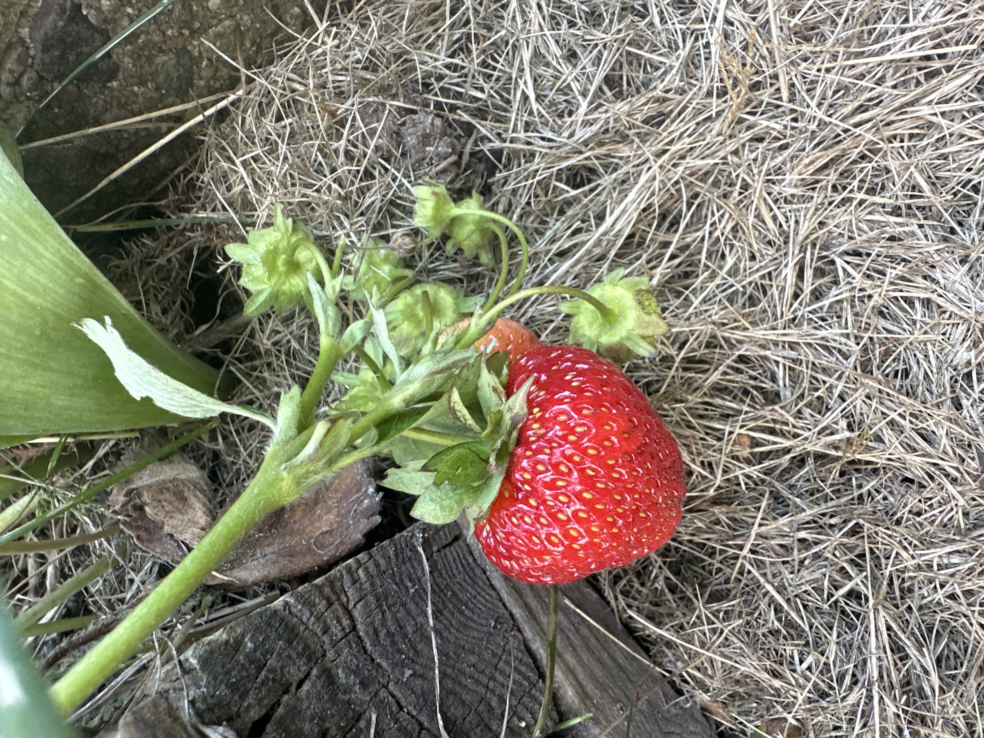 The image shows a single ripe strawberry on a vine, with several unripe green fruits and blossoms in various stages of development. The strawberry is bright red and has visible seeds on its surface. The vine is green and slightly fuzzy, with some leaves visible. The background consists of dry, straw-like material, suggesting a garden or natural outdoor setting. A piece of weathered, dark wood is partially visible in the lower left corner. The image is taken from a high-angle perspective, looking down at the strawberry. There is no indication of the location in Minsk, Belarus.