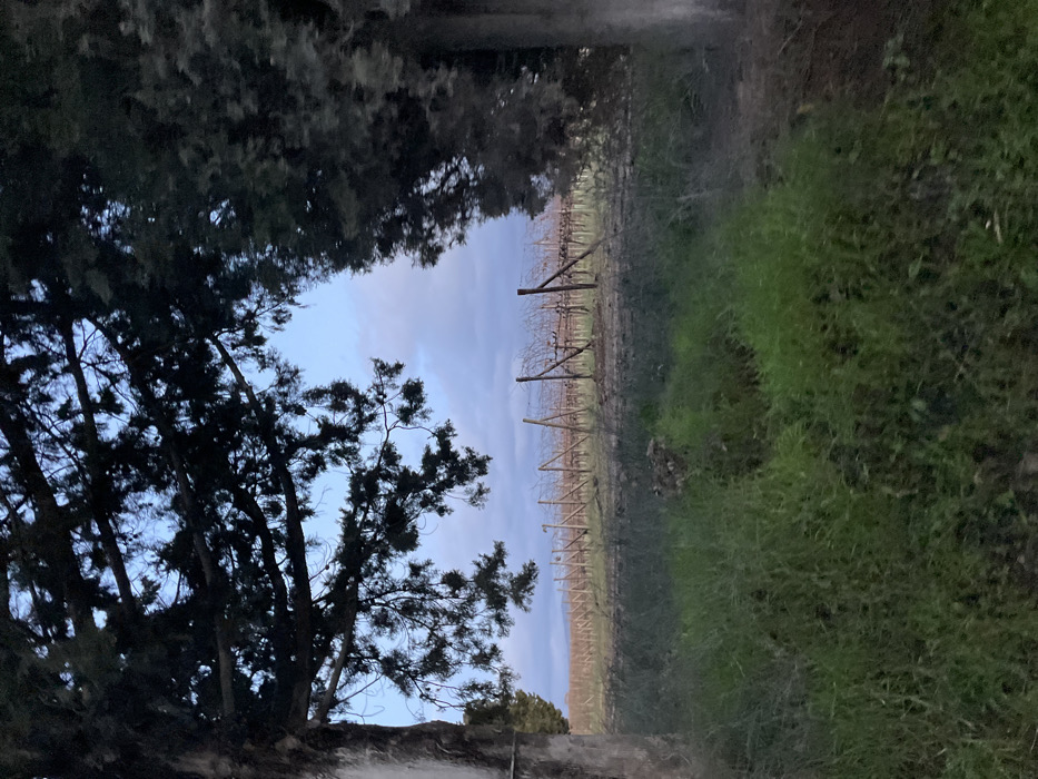 The image displays a tranquil vineyard landscape, characteristic of regions like Montalcino, Italy, with the view appearing to be rotated 90 degrees counter-clockwise from its natural orientation. If viewed correctly, a pale blue sky with hints of light clouds would be at the top, transitioning towards the horizon.
The central area is dominated by an extensive vineyard, featuring numerous rows of bare grapevines supported by wooden trellises, stretching into the distance. The absence of foliage on the vines suggests the dormant season, likely late autumn, winter, or early spring. The ground between the vine rows is visible, appearing as muted brownish-gray soil.
In the foreground, a vibrant patch of green grass occupies the left side of the frame, indicating a field or pathway adjacent to the vineyard. On the right, dark, dense evergreen trees, possibly cypress or pine, frame the scene, their silhouettes visible against the softer light of the sky.
The lighting is diffuse and gentle, suggesting either dusk or early morning. The overall atmosphere is one of serene natural beauty. No people, animals, or specific activities are visible within the frame. There is no discernible text.