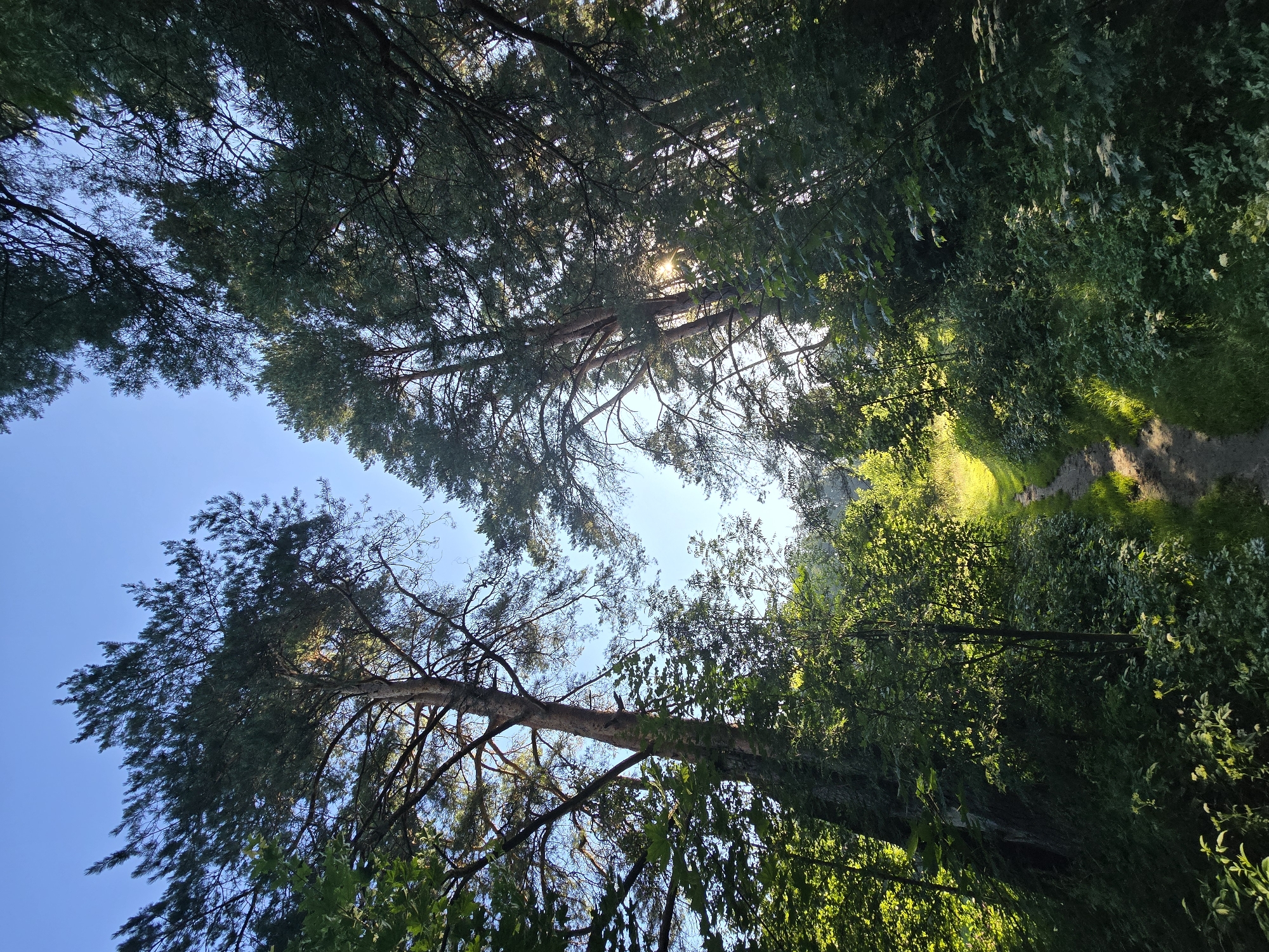 The image captures a sunlit forest path leading into a dense woodland. Tall pine trees with their needles form a canopy overhead, allowing shafts of sunlight to filter through and illuminate the scene. Lush green foliage lines the dirt path, with smaller trees and undergrowth creating a vibrant, natural setting. The sky above is a clear, bright blue. The location is identified as being within the city of Voinskaya Chast' Mchs, Russia, suggesting a rural or natural area within or adjacent to the city. There are no people or animals visible in the image.