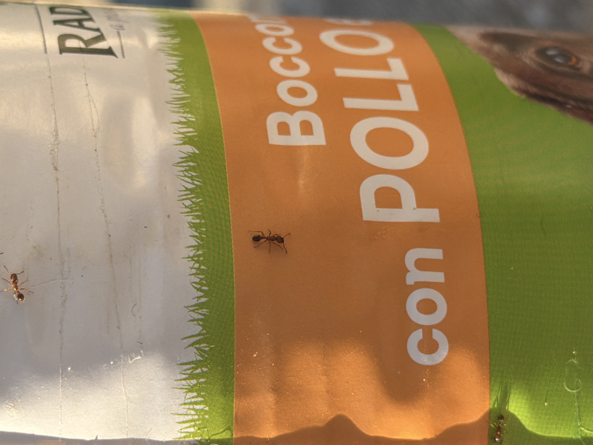 The image shows a close-up of a white and orange cylindrical object, likely a container or packaging, with green and orange bands. White text on the orange band reads "Bocco con POLLO". There are several ants visible on the surface of the object. In the upper portion of the image, a white background with some faint horizontal lines is visible, and the word "RAD" is partially visible in the upper right corner. The lower portion of the image shows a green band with a textured pattern. A dog's eye and snout are partially visible in the lower right corner, suggesting the object might be related to pet food. The lighting suggests it is daytime and outdoors. There is no information in the image to suggest a location in Carpignano Salentino, Italy.